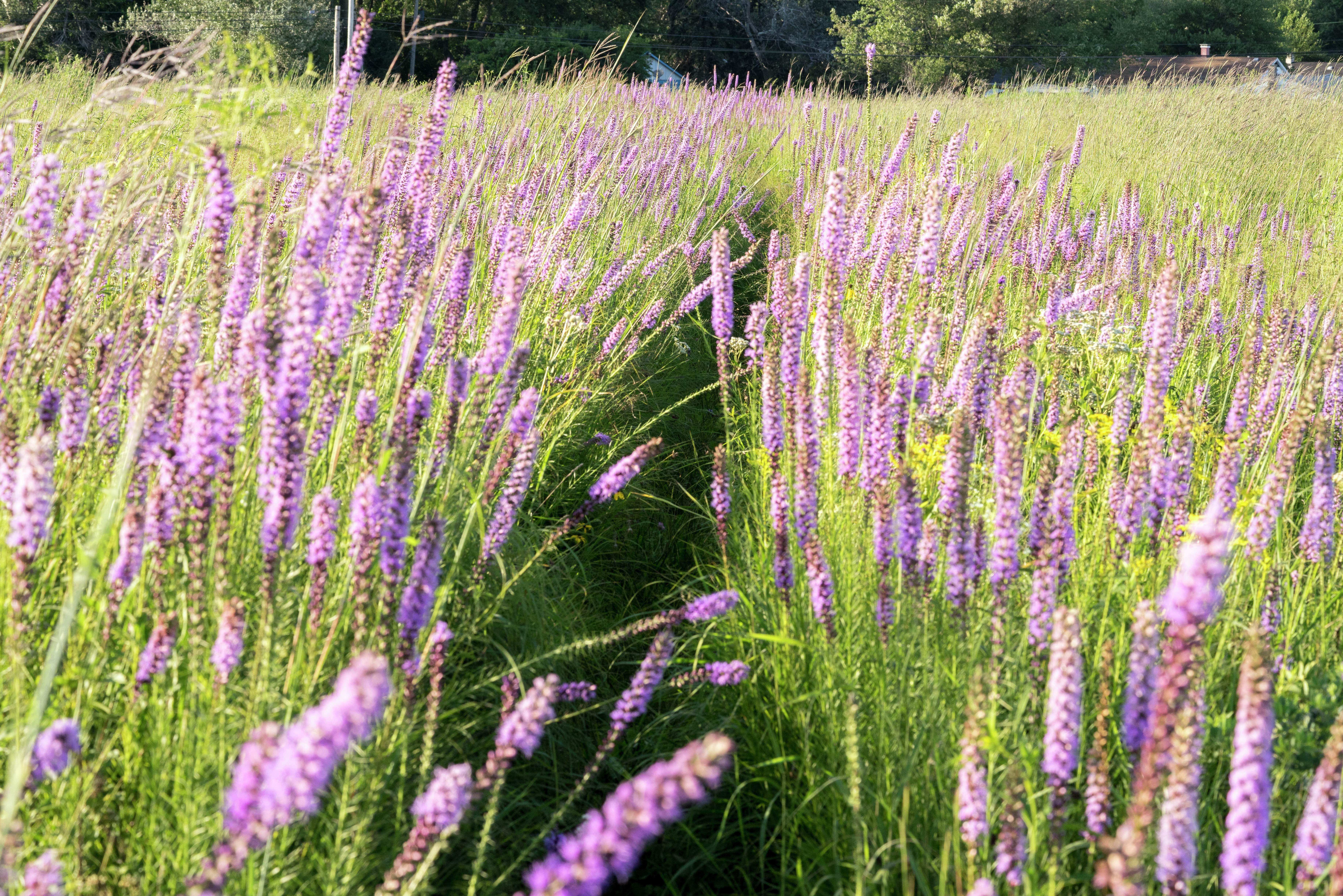 A path leads through blazing star in bloom.