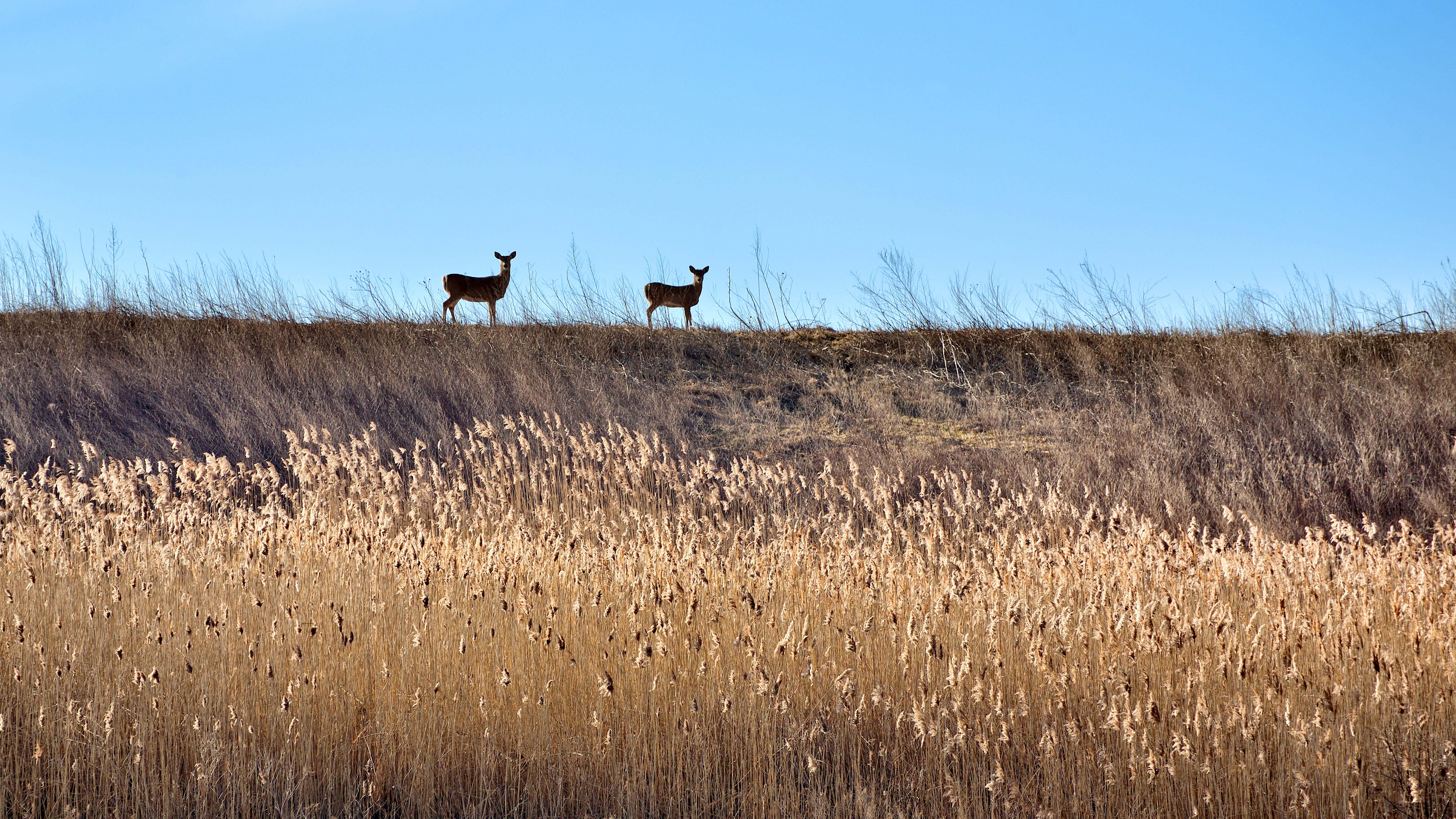 Two deer stand on a grassy hill. They stand out against a blue sky. 