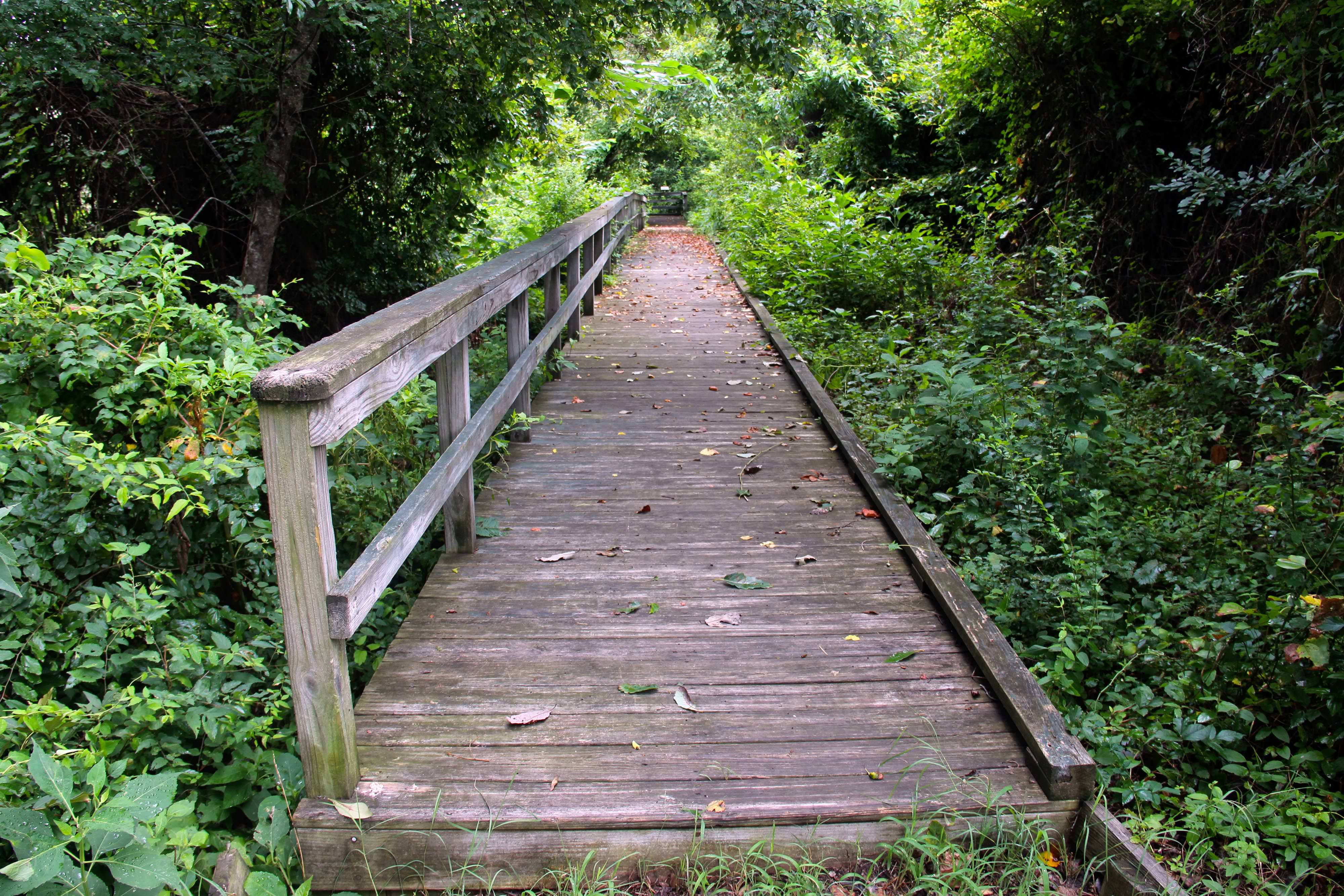 A wooden boardwalk offers a straight path over the marsh and deeper into the woods.