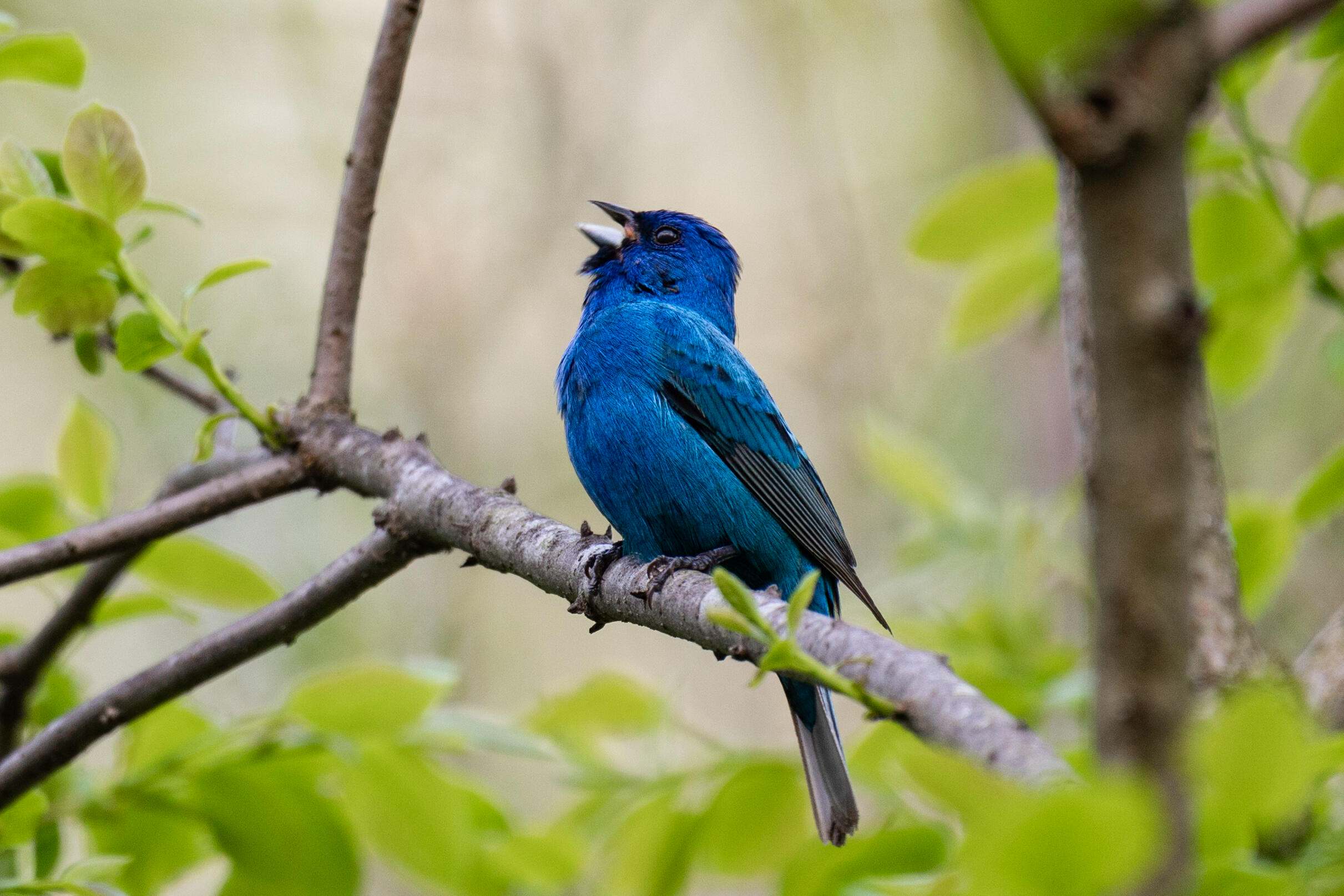 A deep blue bird sings on a tree branch surrounded by green leaves. 