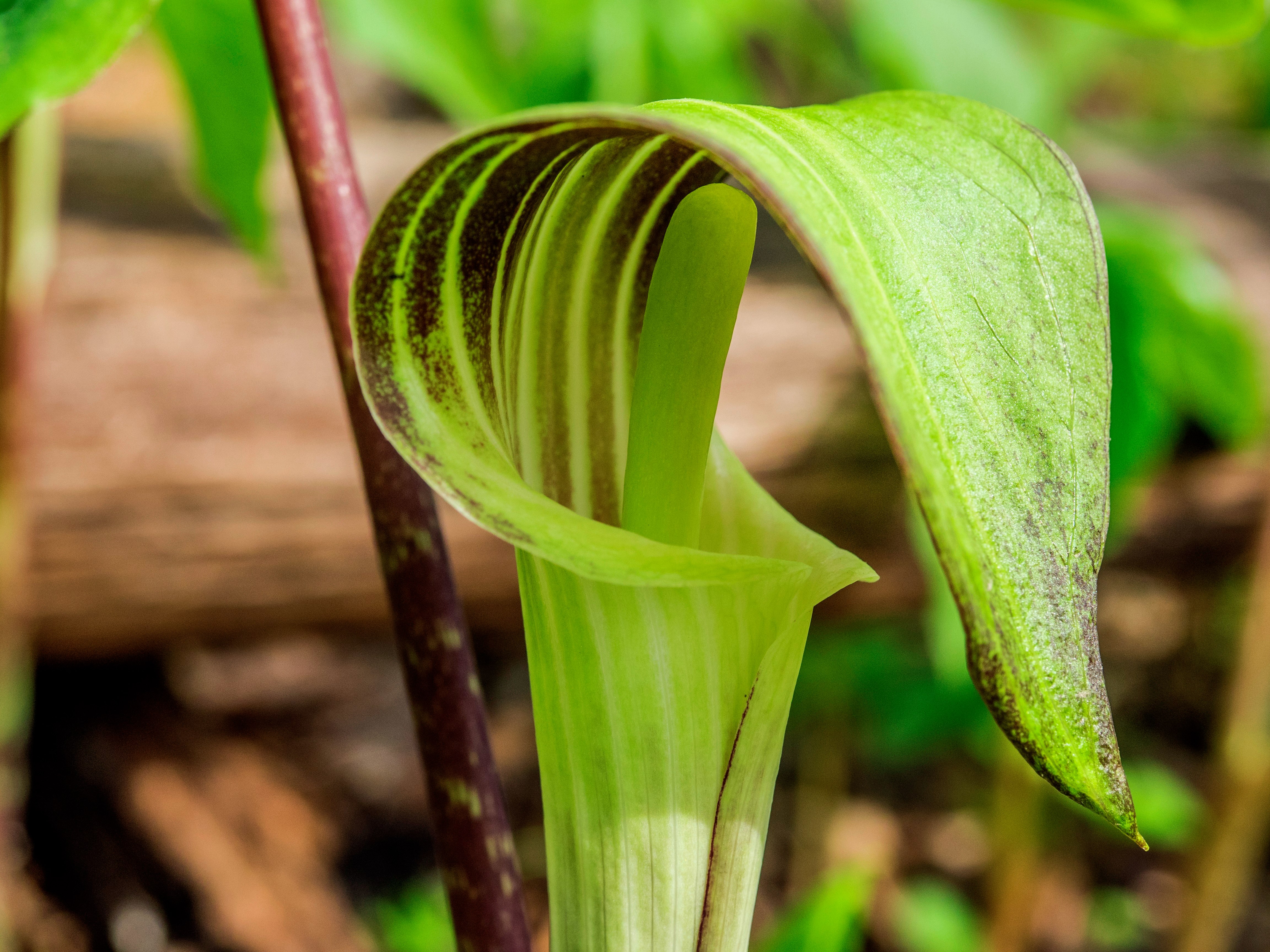 A bright green Jack-in-the-pulpit plant is blooming in a forest.