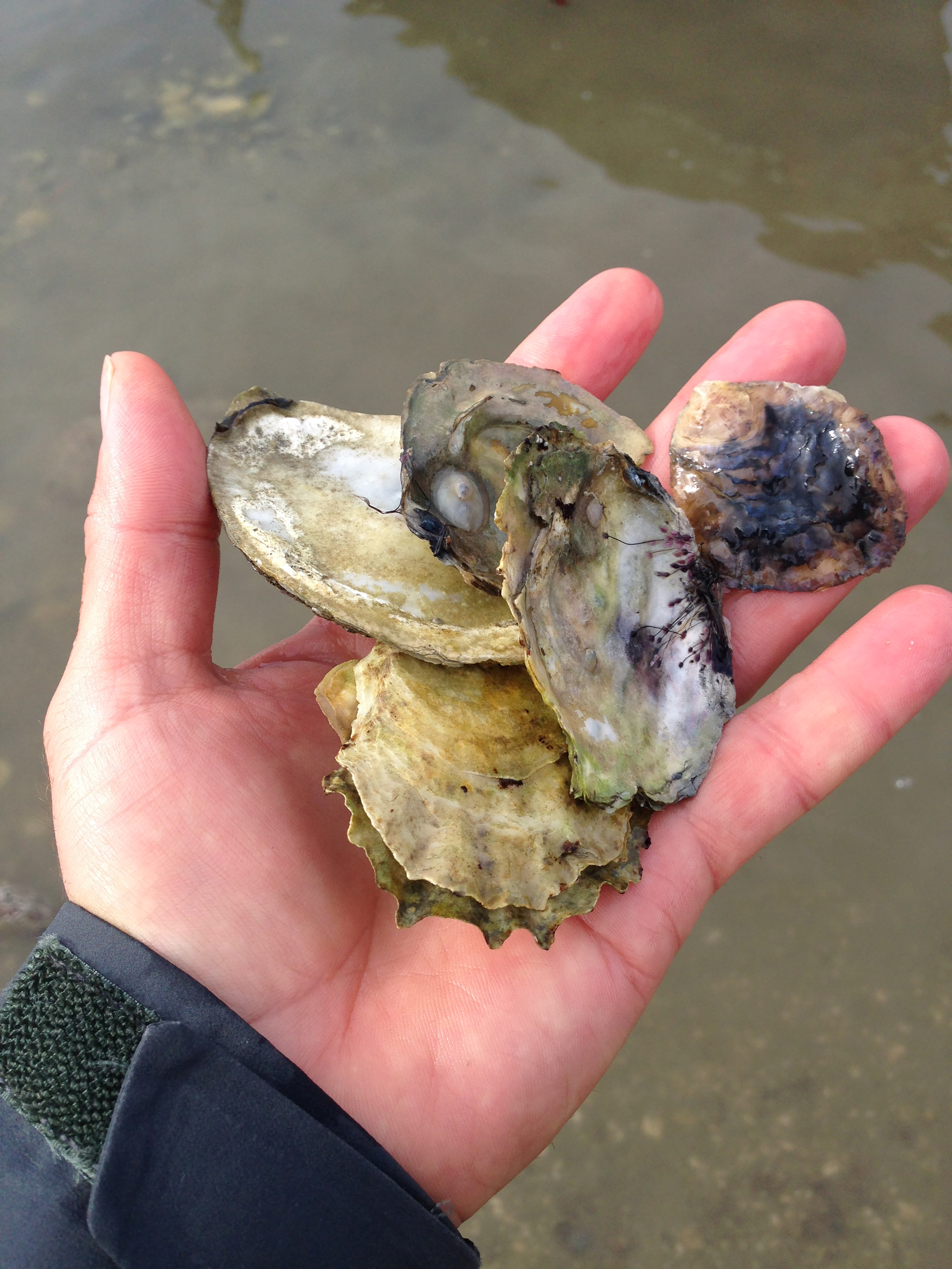 A hand holding a group of oysters.