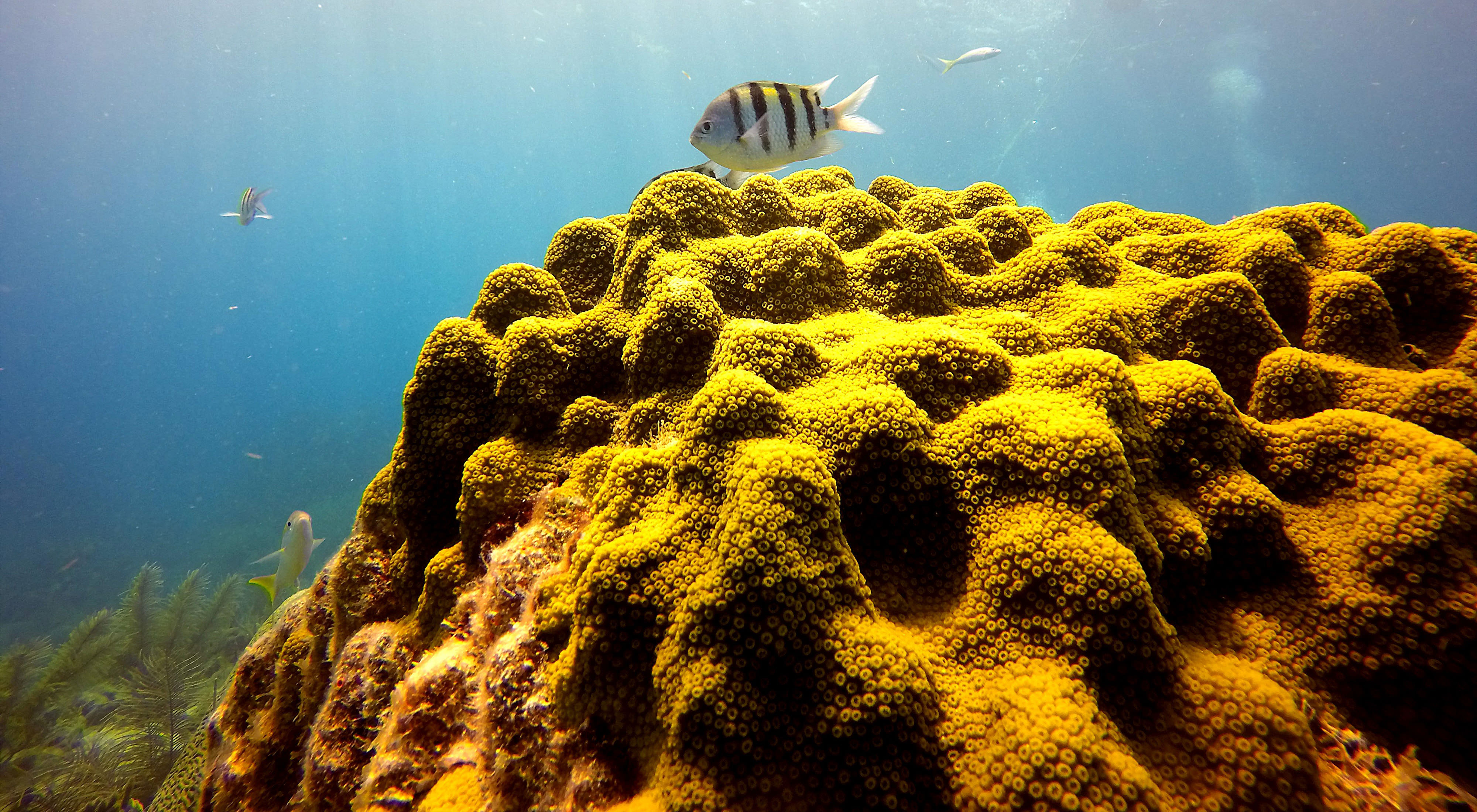 Sunlight dapples coral in a Florida reef. A tall lighthouse rises from a small island in the background, surrounded by gently lapping water.