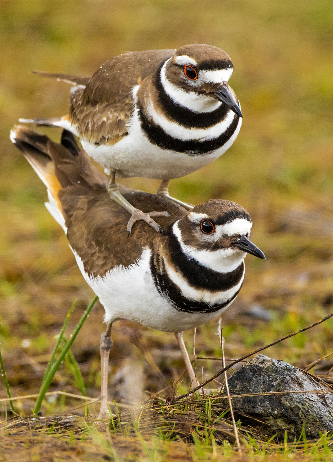 An adult killdeer is flying above a body of water.