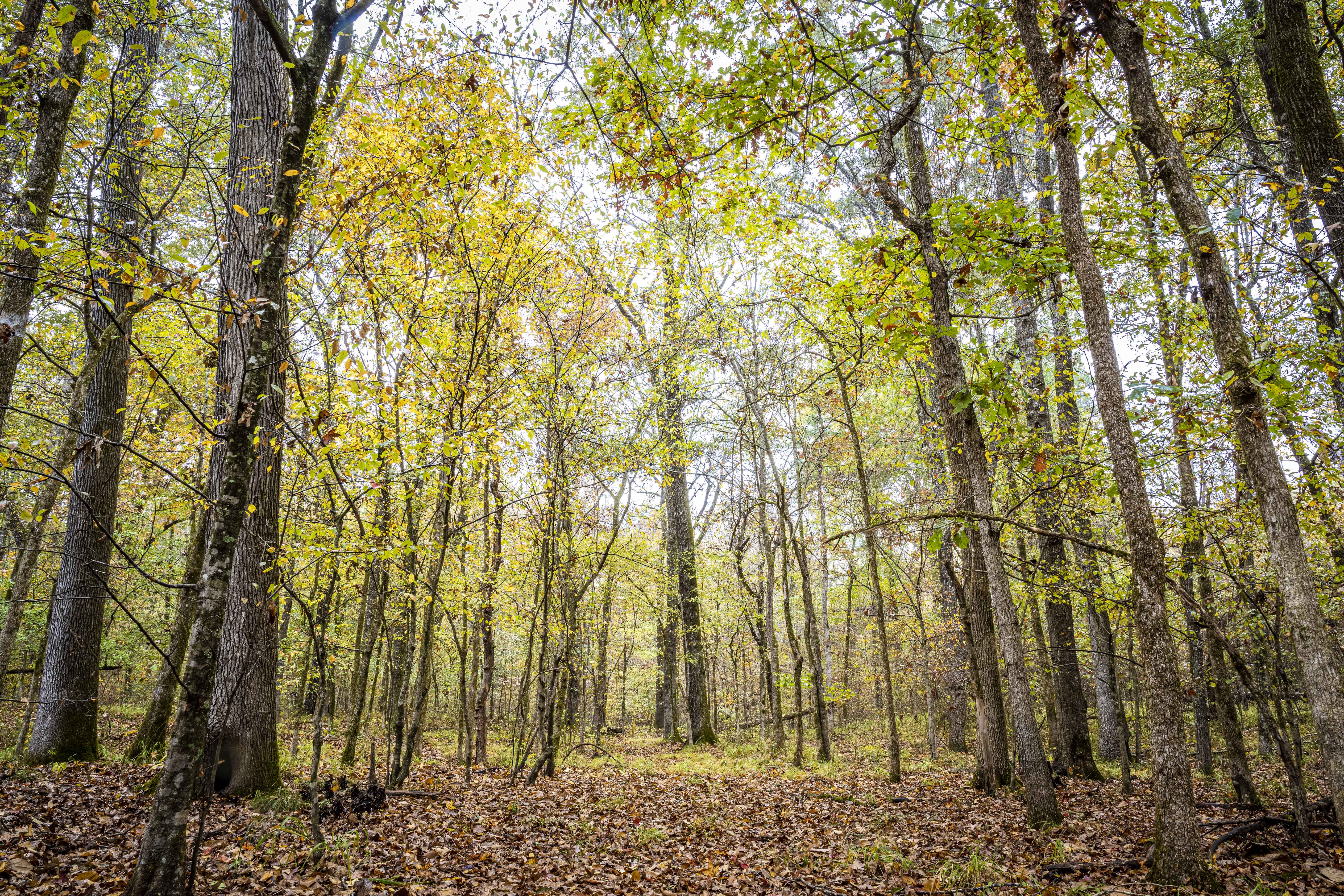 Tall trees with yellow leaves form a tree canopy in a forest.