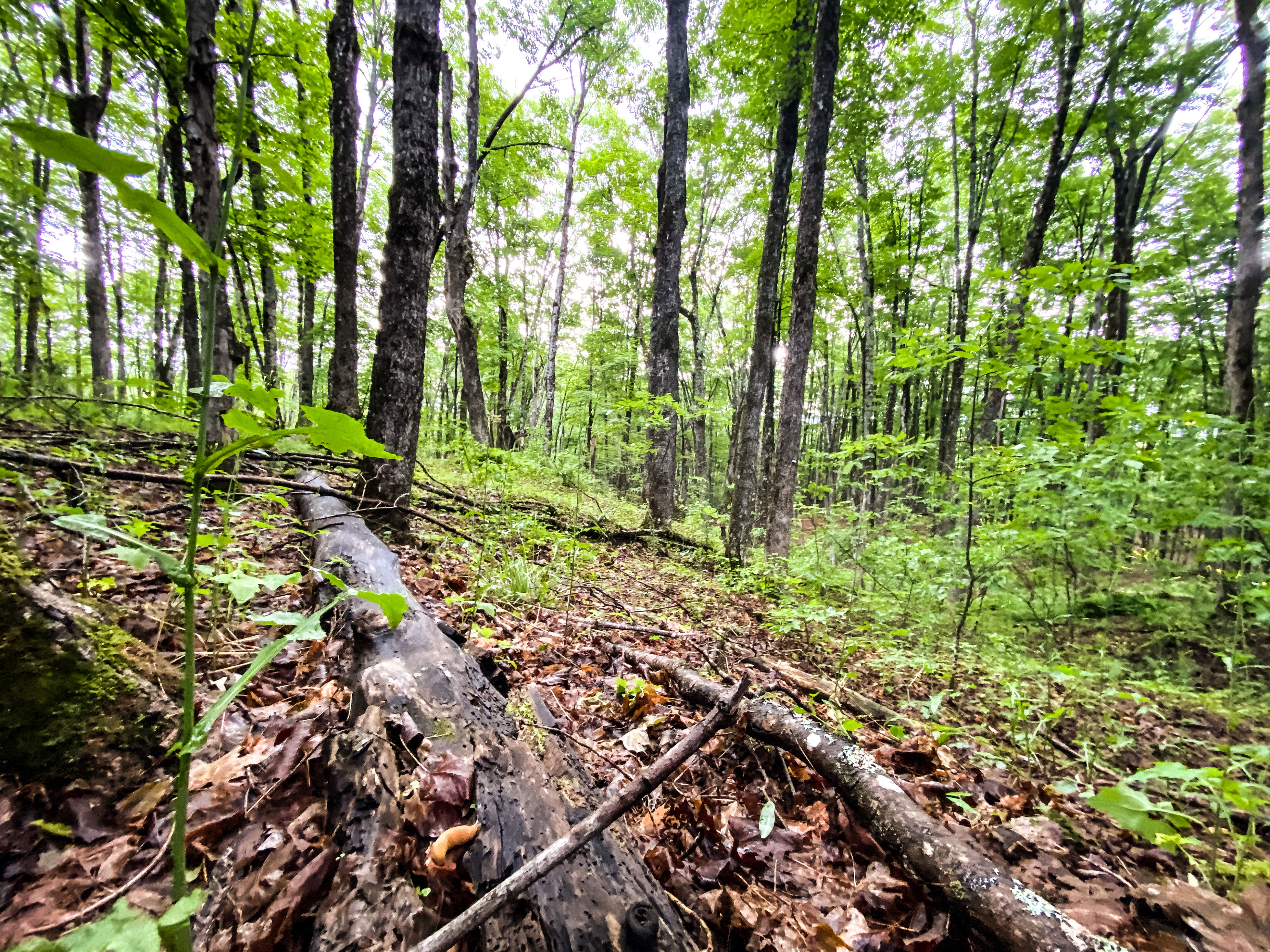 Fallen trees and branches in the woods.