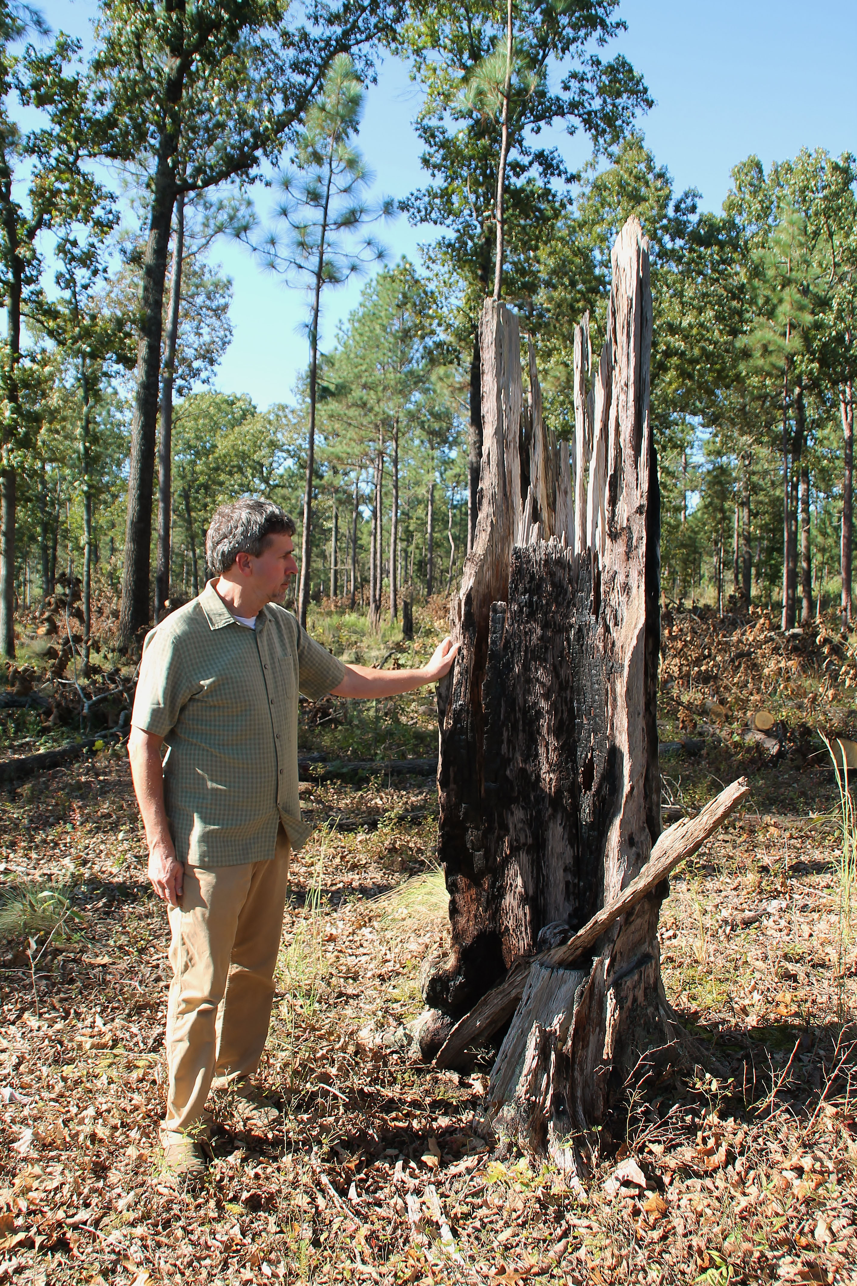 Landowner Jesse Wimberly stands next to a remnant pine tree on his family's Lighterwood Farm.