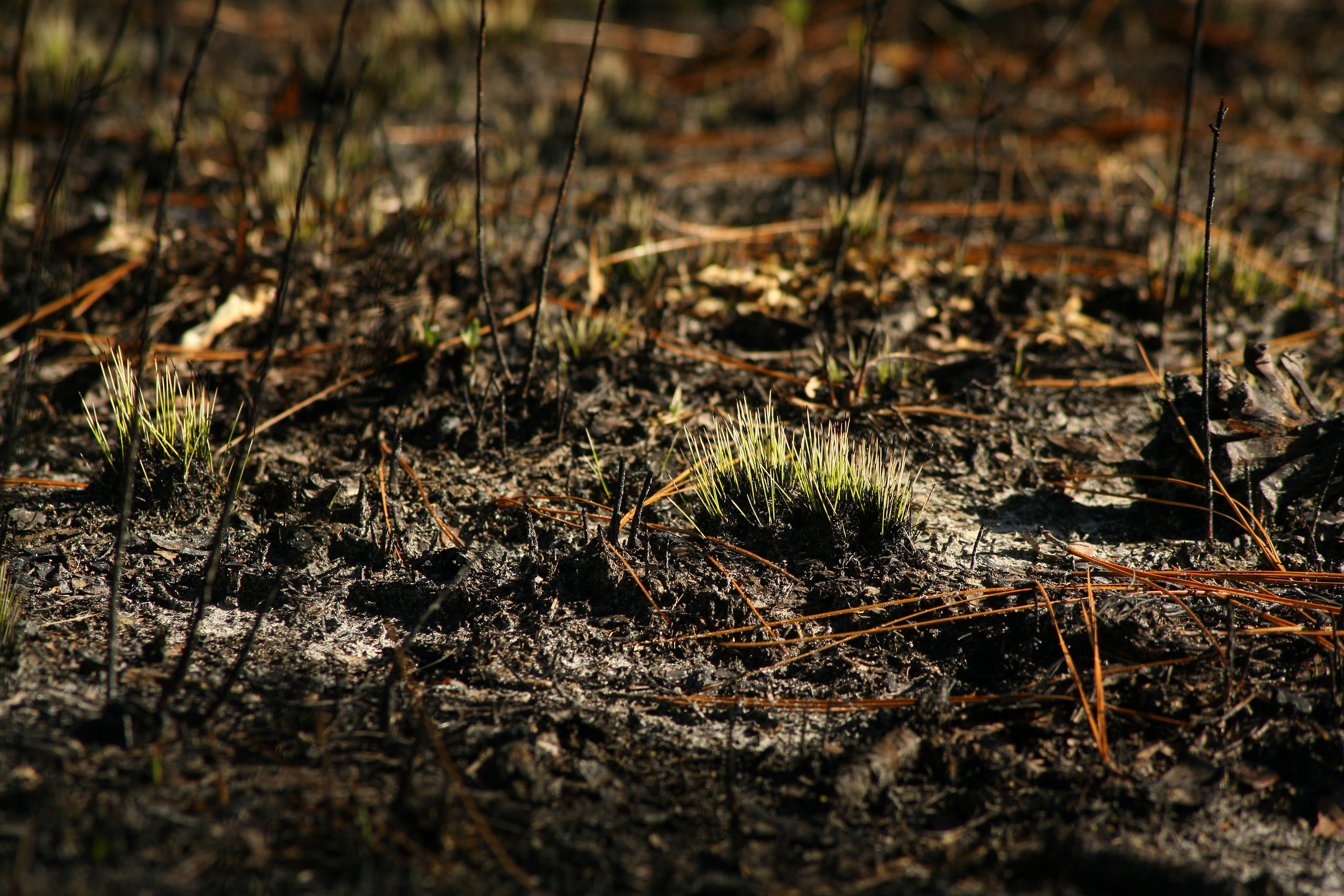 New longleaf pine growth.