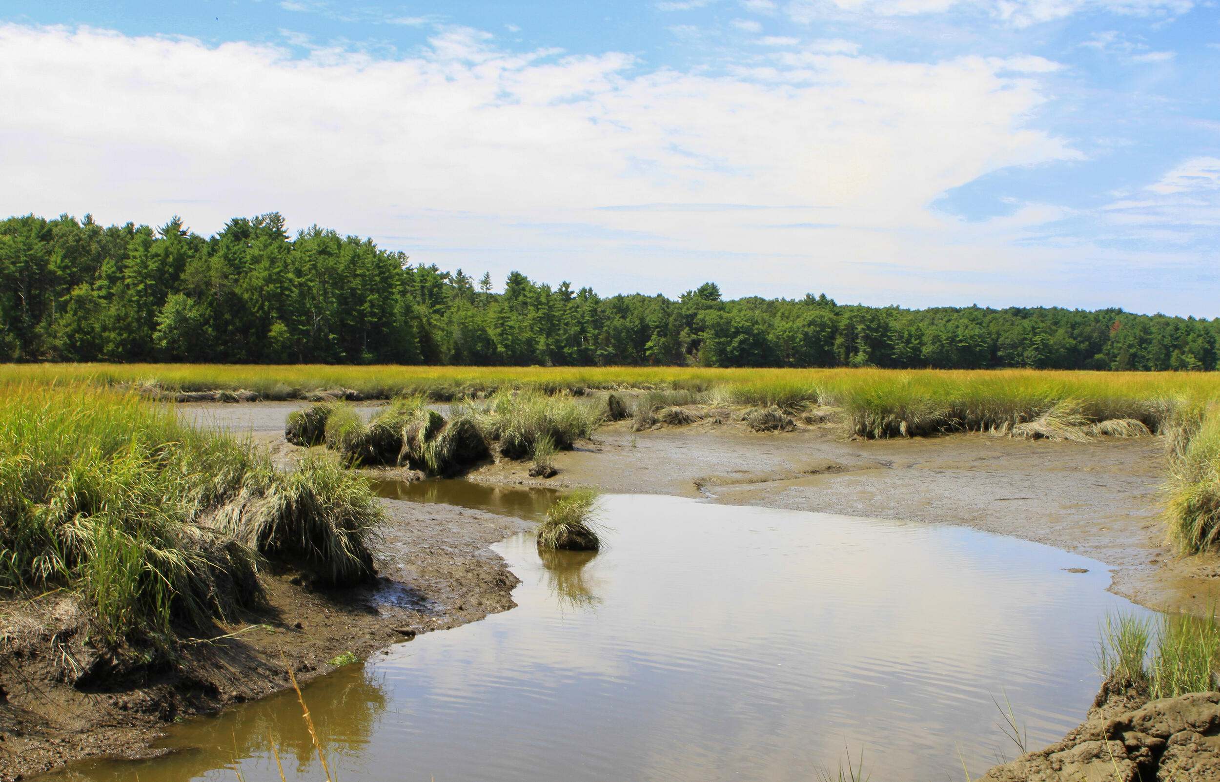 A creek winds through a saltmarsh.