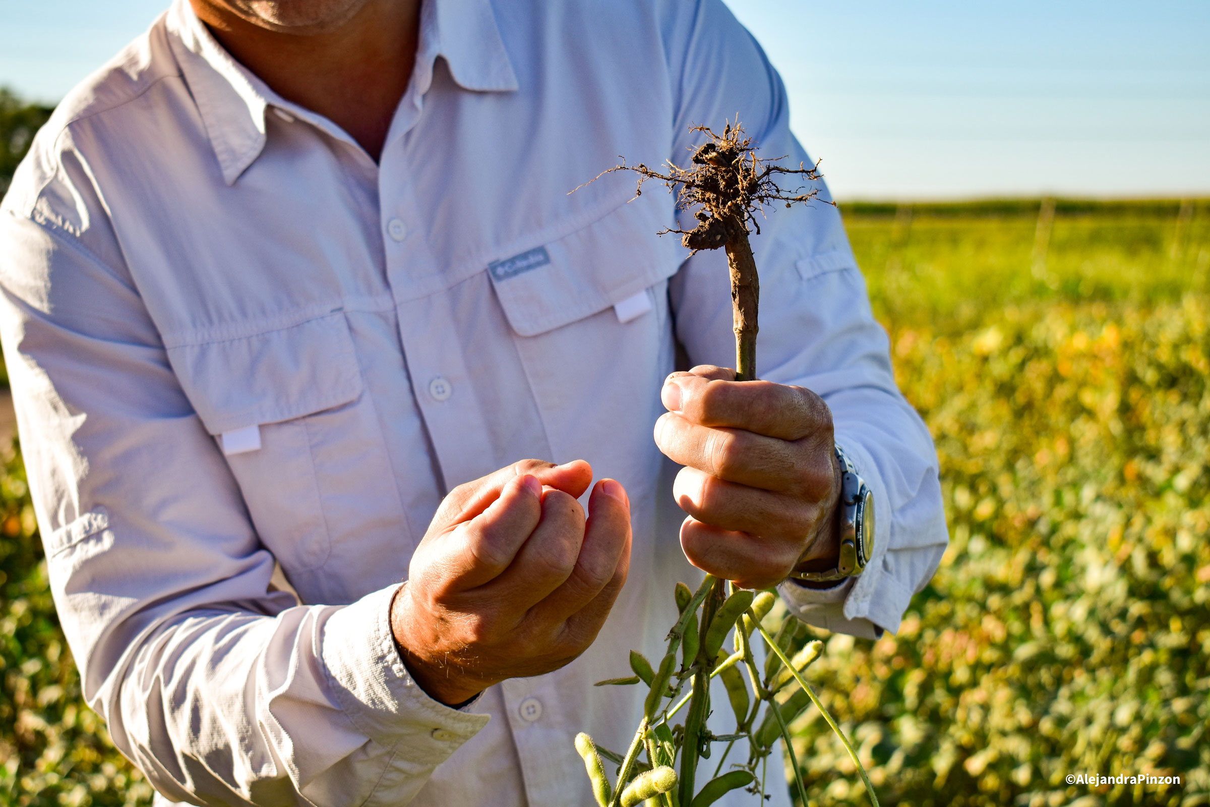 Reforestation and regenerative agriculture in action in the Gran Chaco