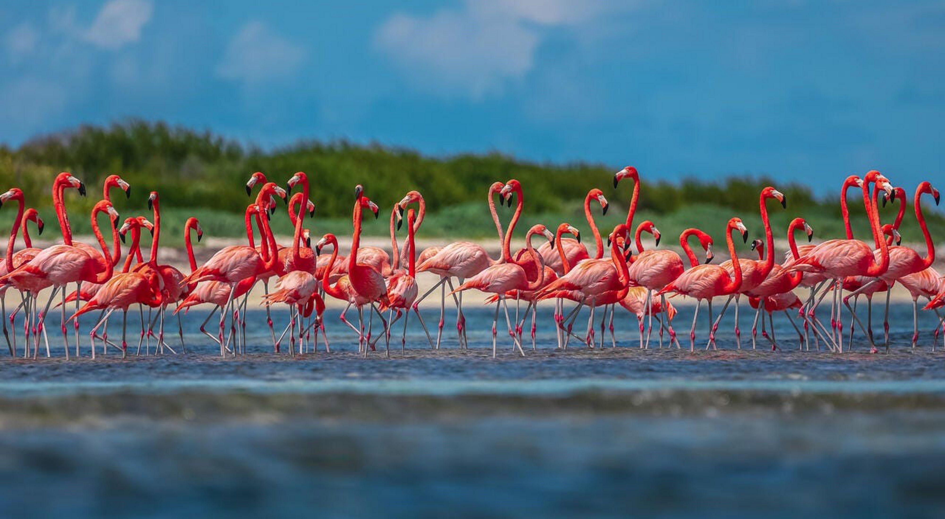Bandada de flamencos rosados reunidos en la costa.