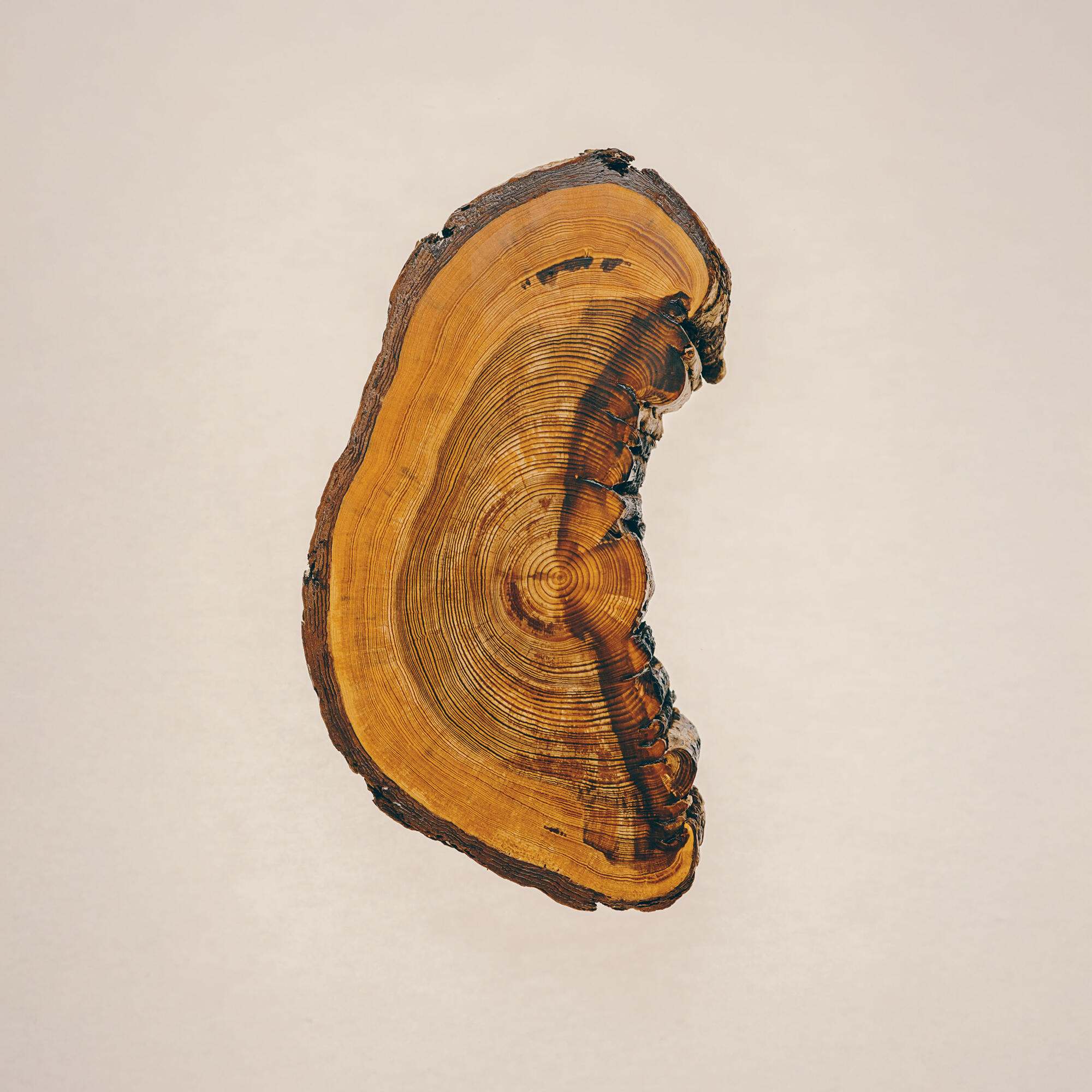 a tree ring with evidence of fire damage.