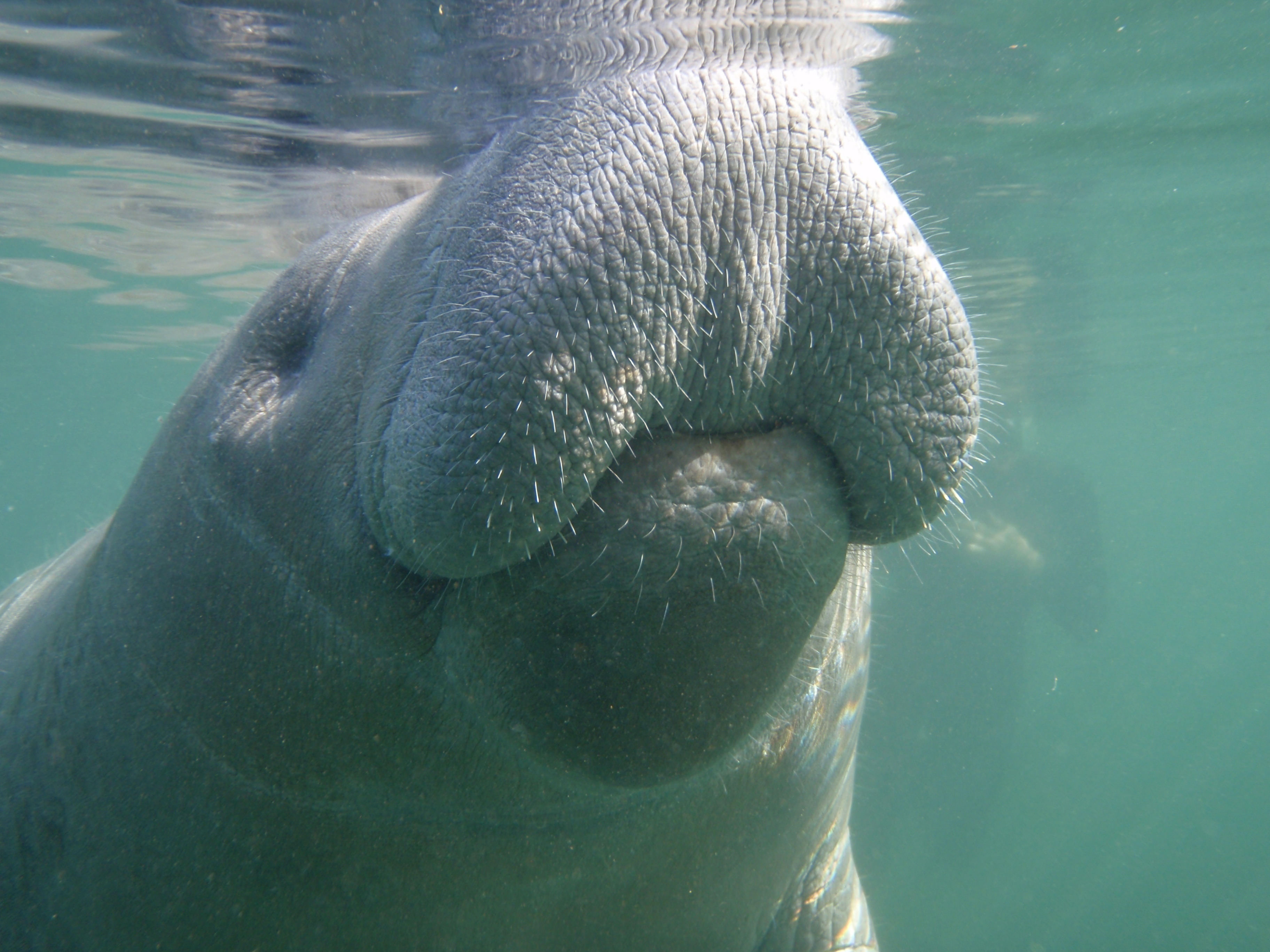 A closeup underwater view of a manatee snout taking a breath at the surface of the water in Crystal River, Florida.