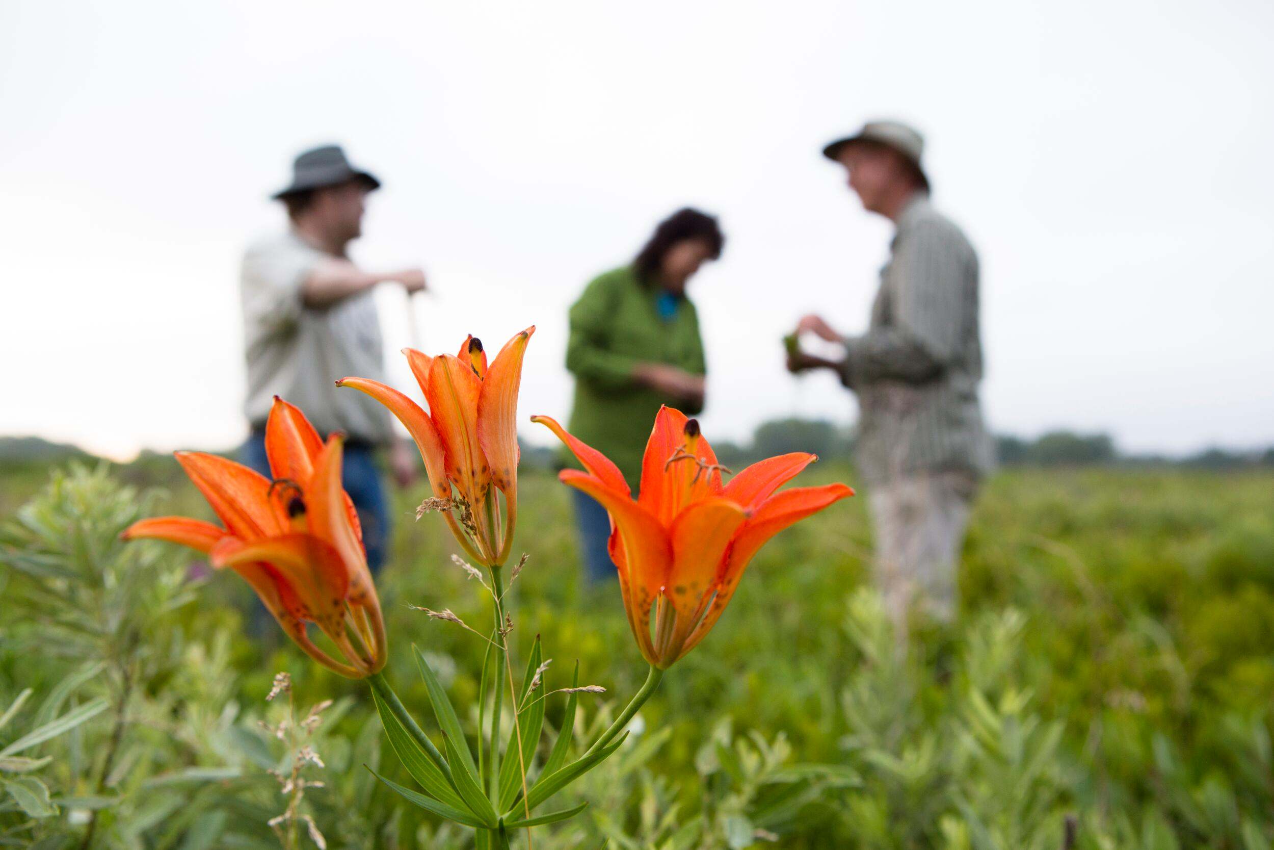 Three people gather in a field with orange lilies in the foreground.