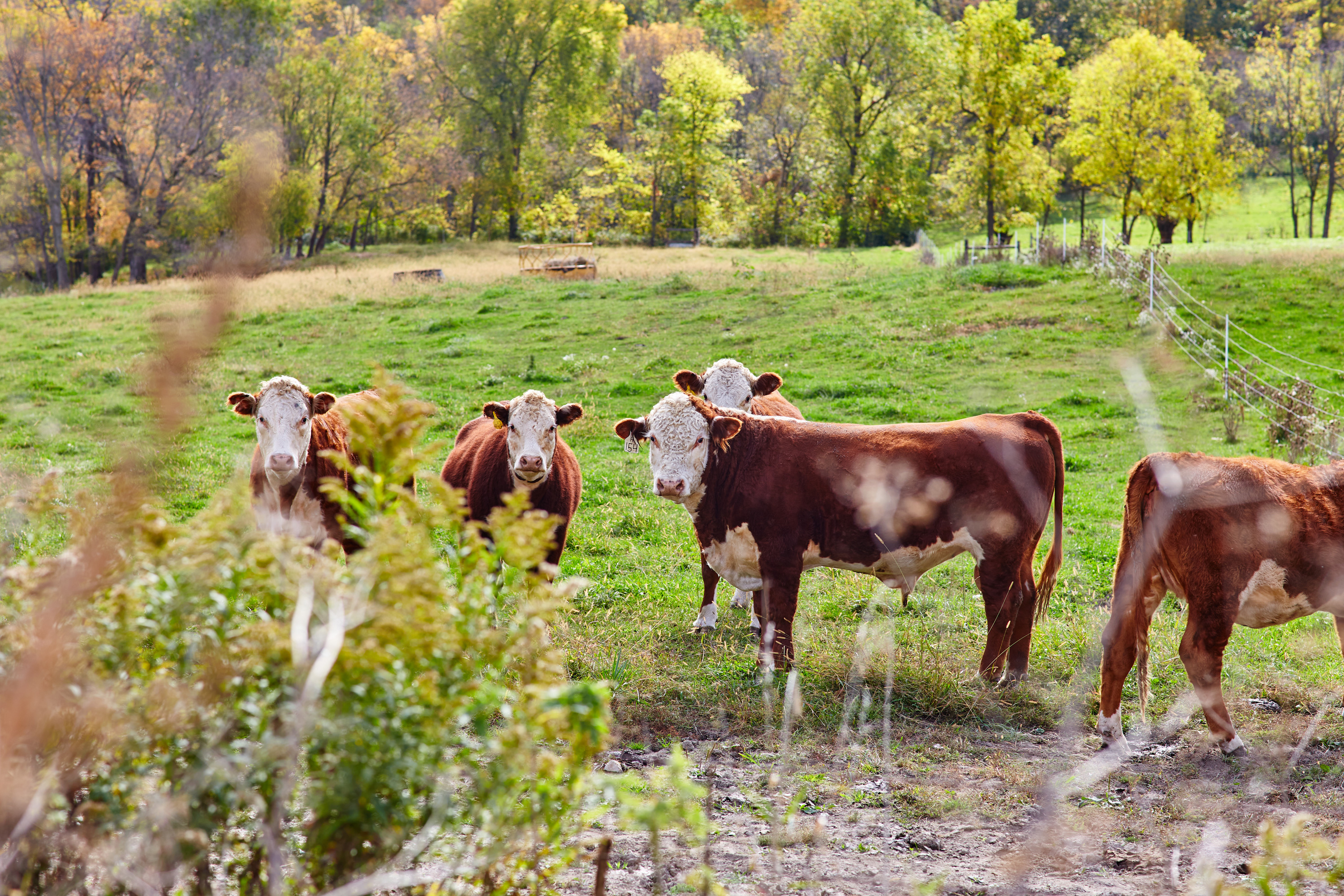 A group of cows standing in a grassy field.