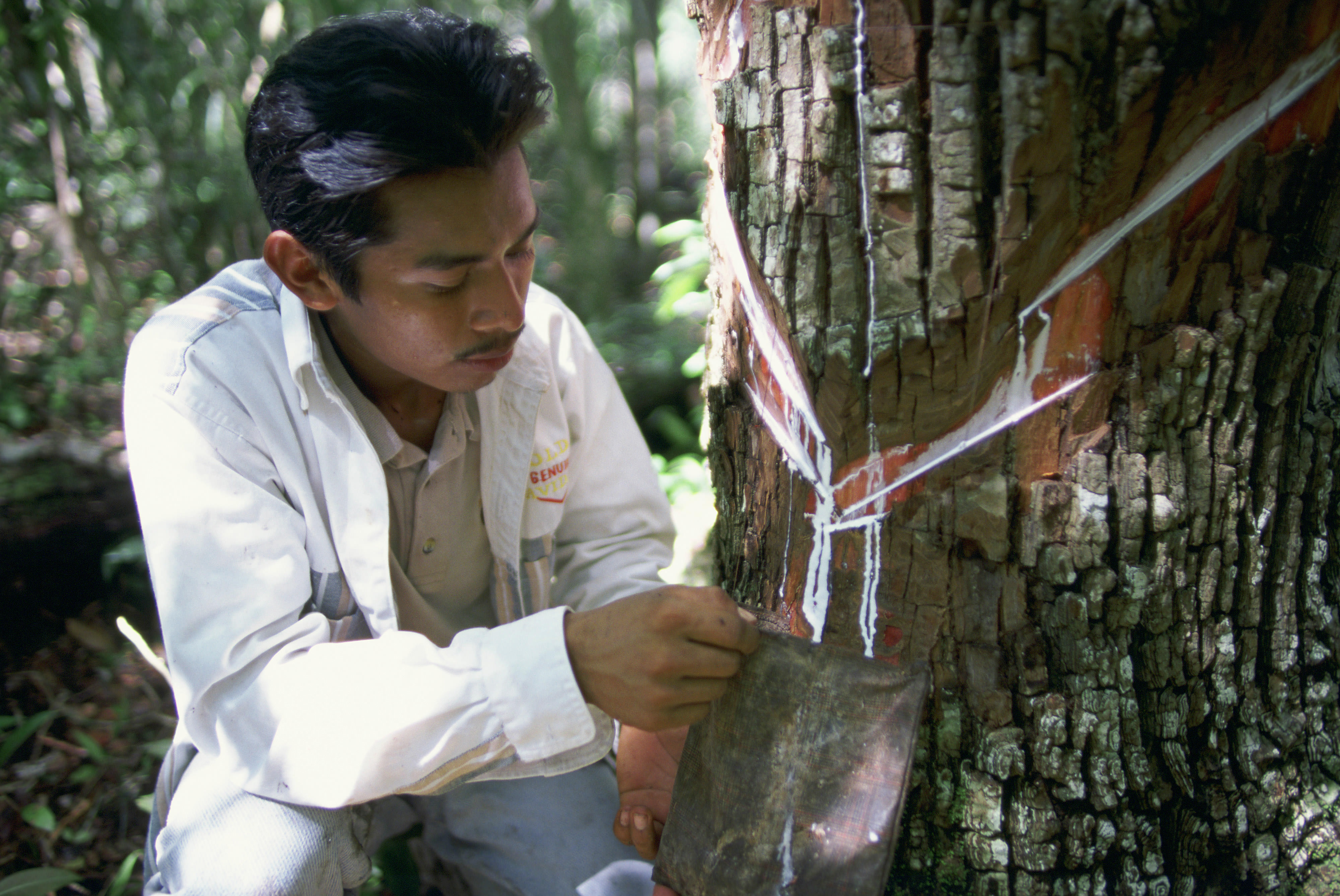 person measuring a tree.
