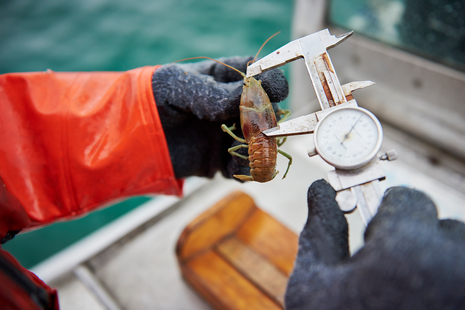 A crayfish being studied and measured on a boat.