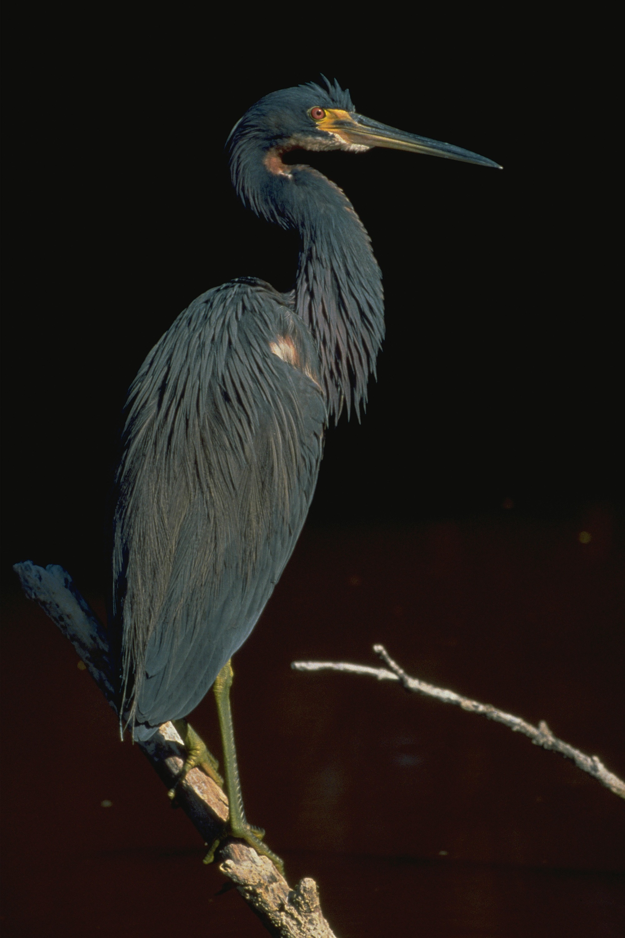 A tall gray-blue bird with a long beak rests on a branch.