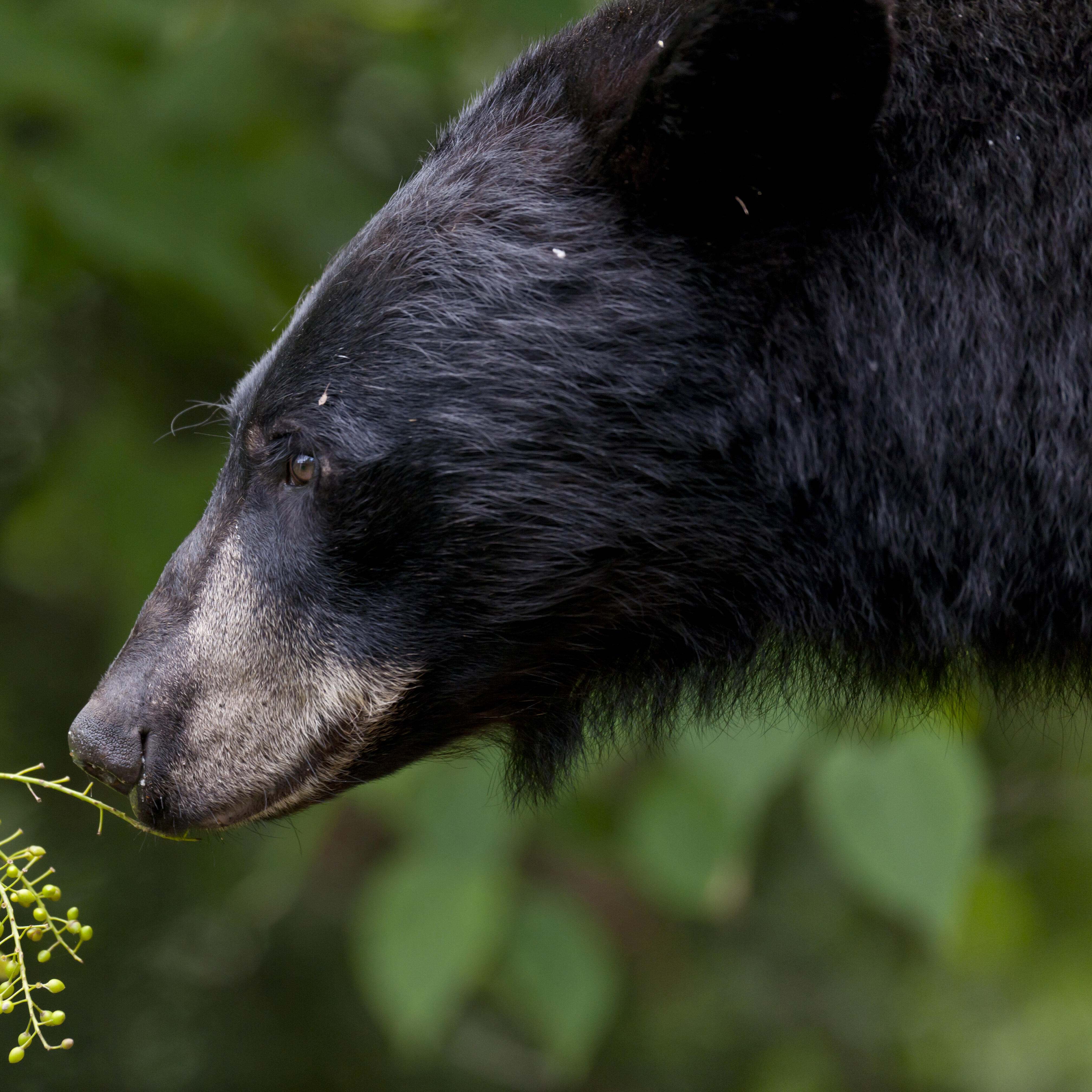 A bear sniffing a plant.