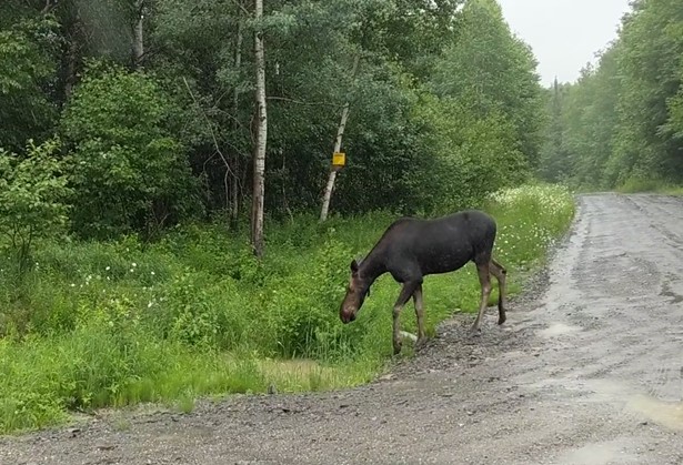 A moose steps towards the wooded shoulder on a gravel road.