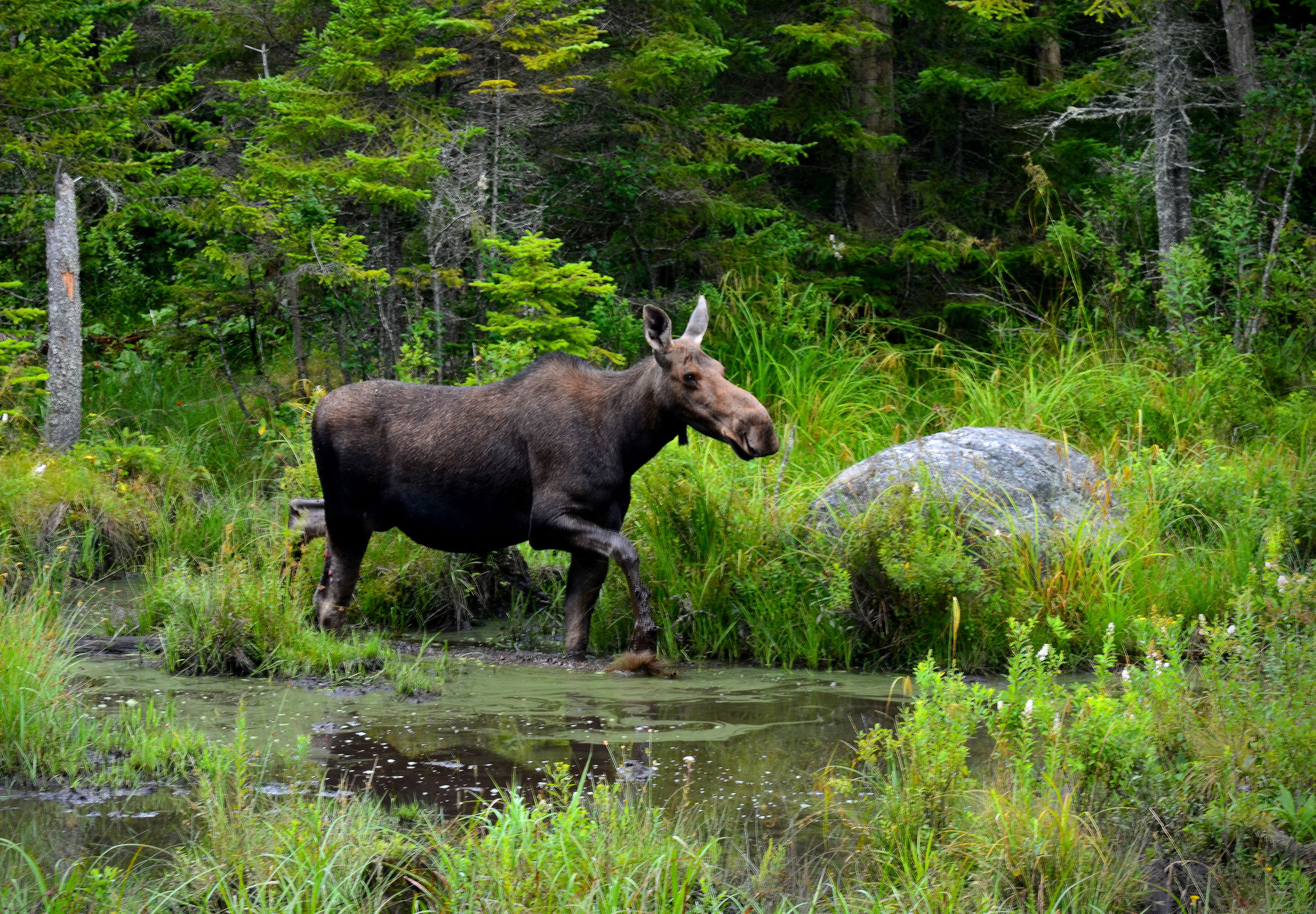 A moose walking through a forest.