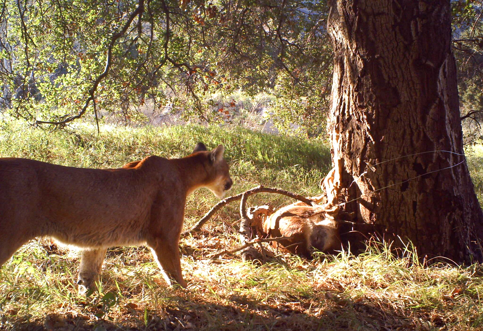 A mountain lion approaches a dead deer next to a large tree.