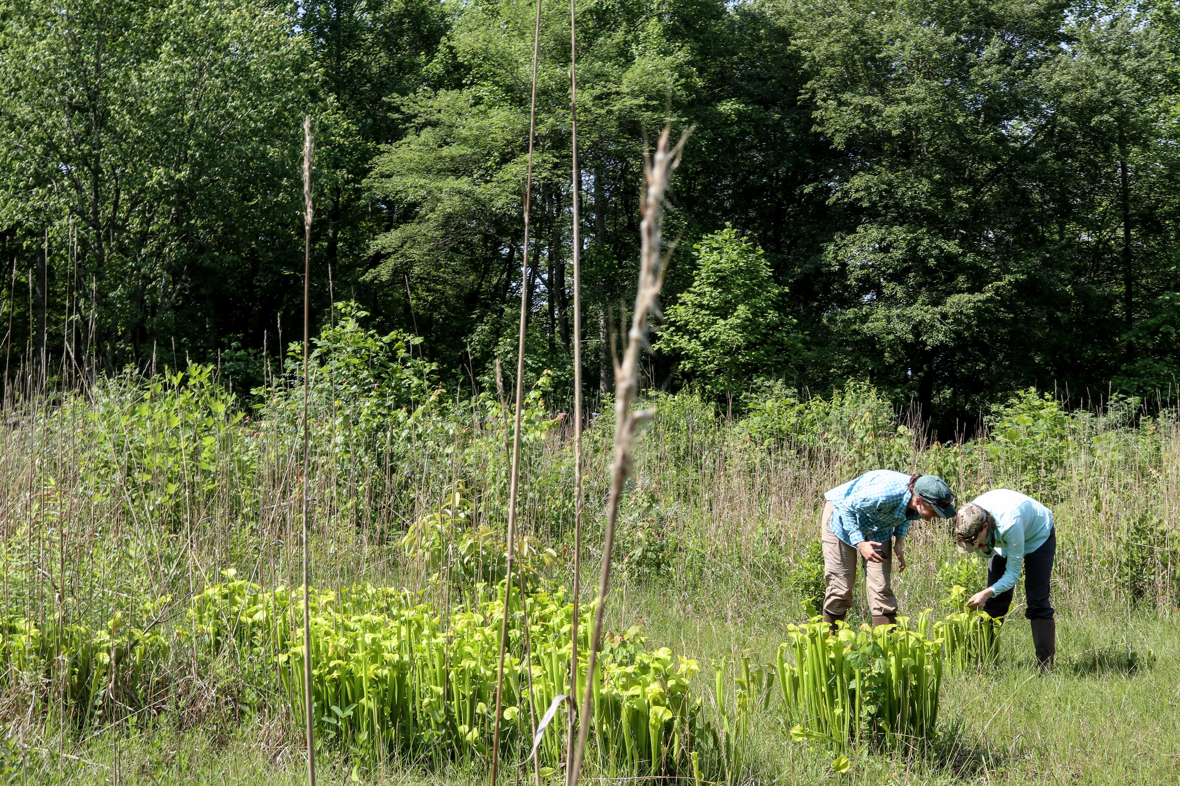Two people bend over a patch of pitcher plants.
