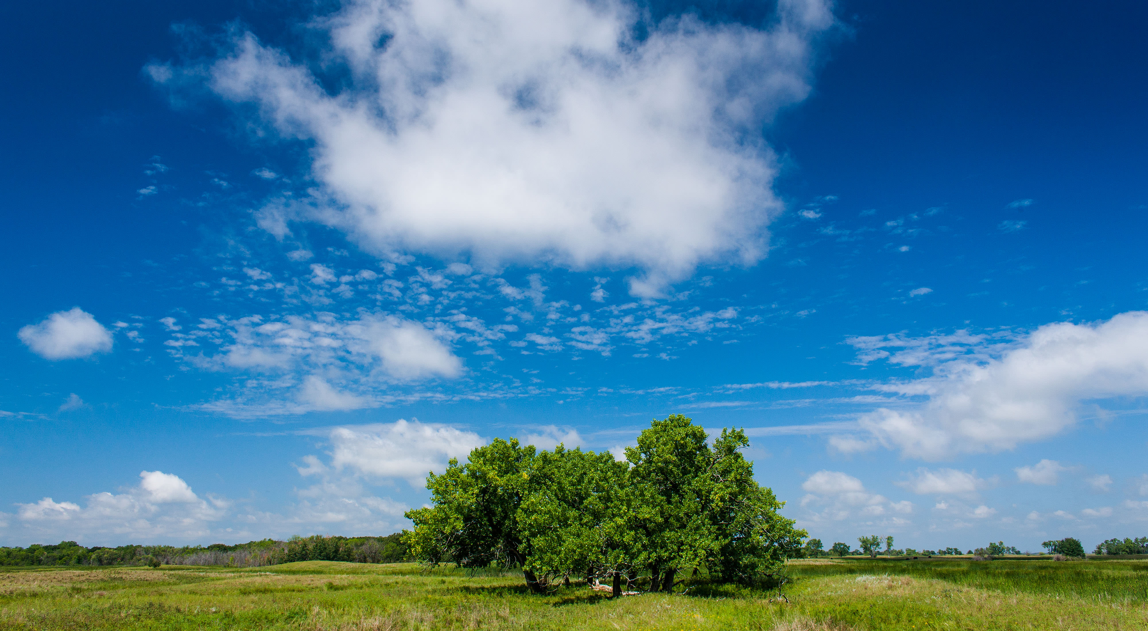 Green meadow at Brown Ranch.