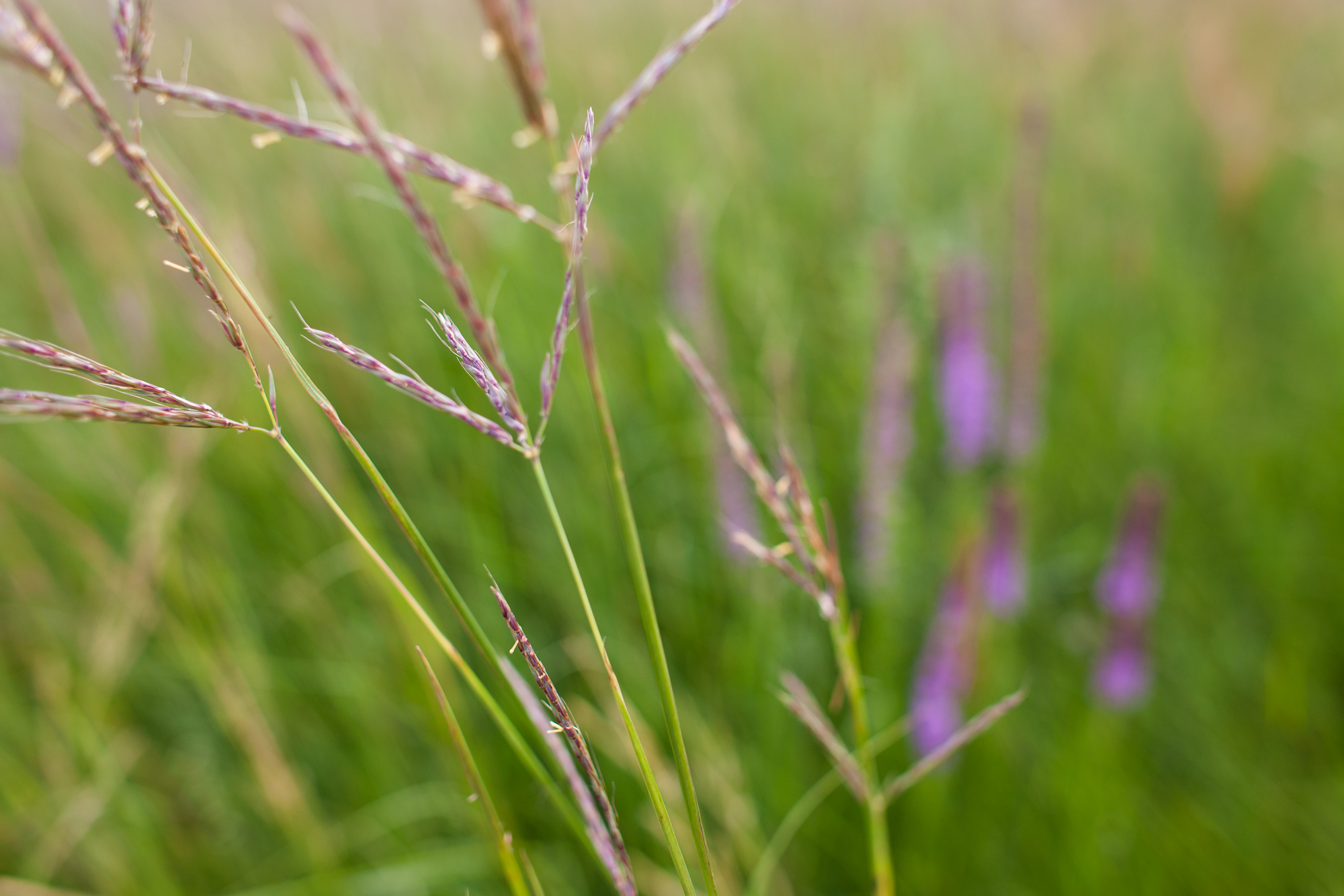 Big bluestem.