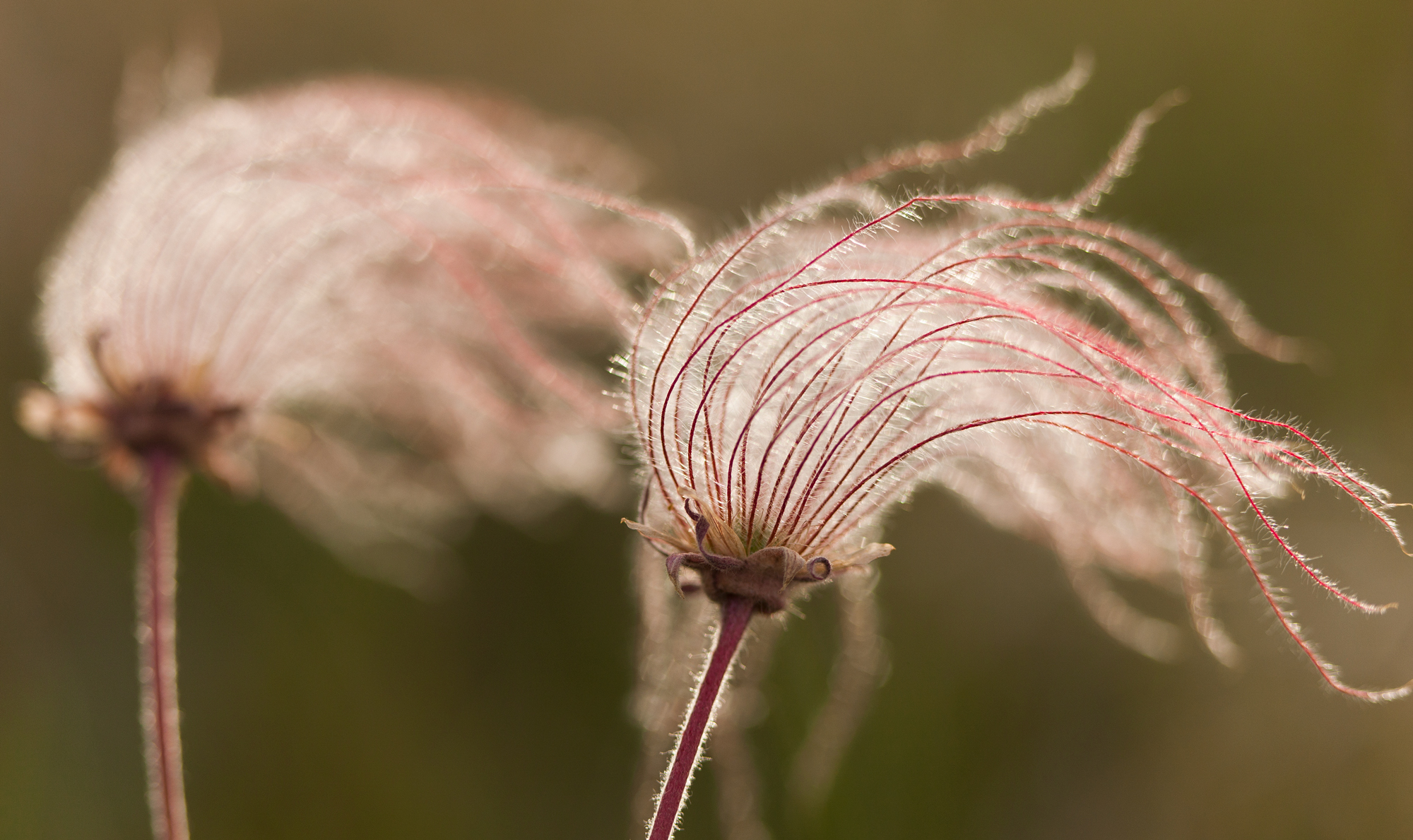 prairie smoke.