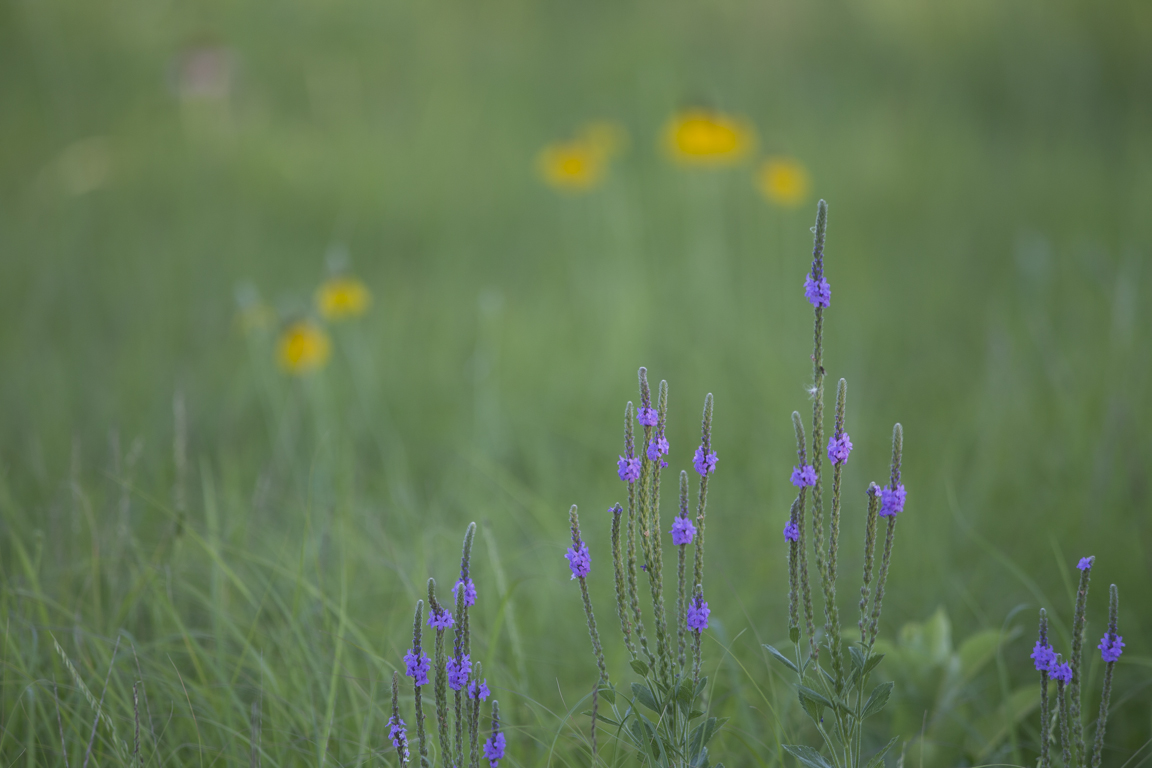 Wildflowers in a field.