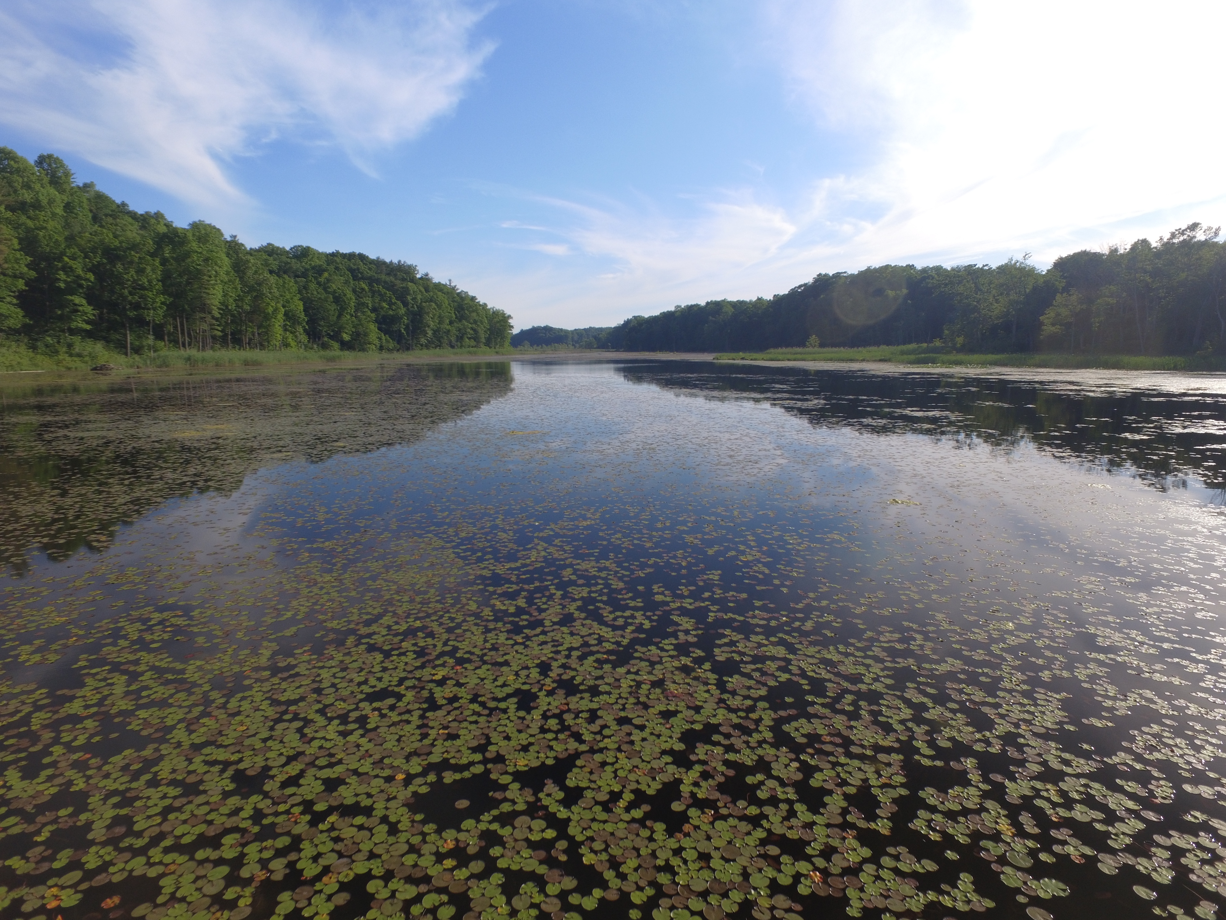 A pond full of lily pads surrounded by tall trees. 