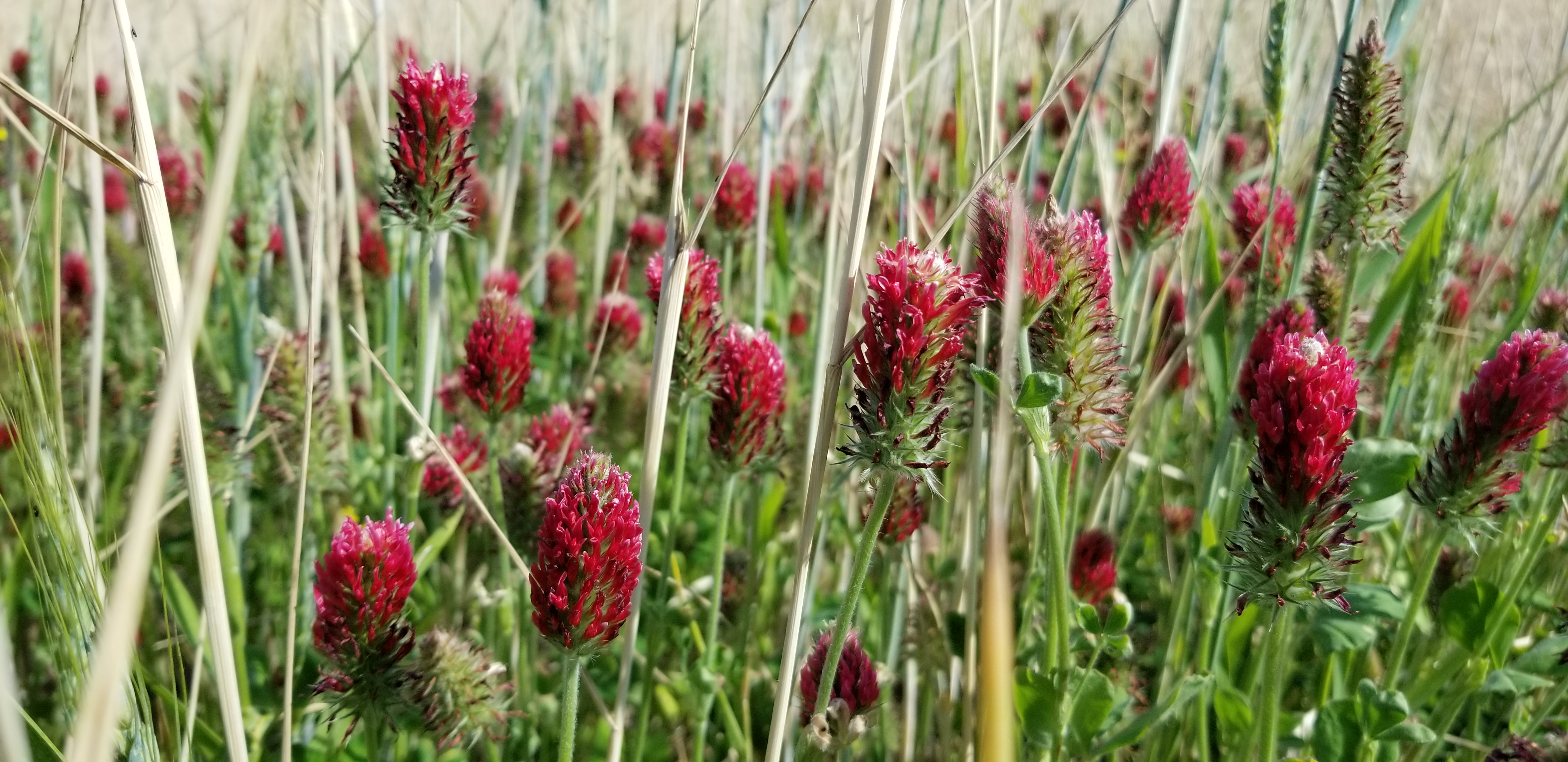 A red cone shaped flowering cover crop on a farm.