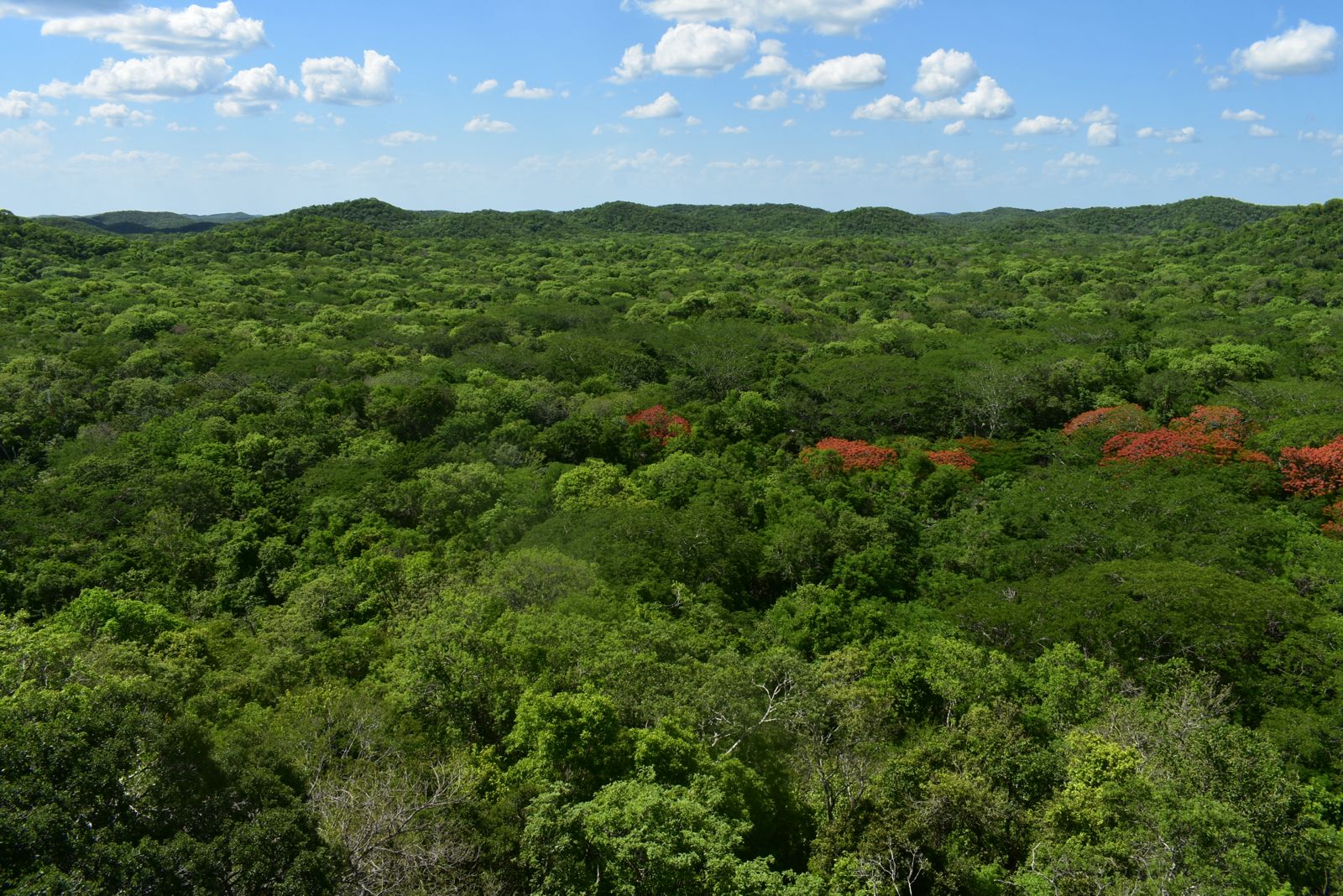 Maya forest. 