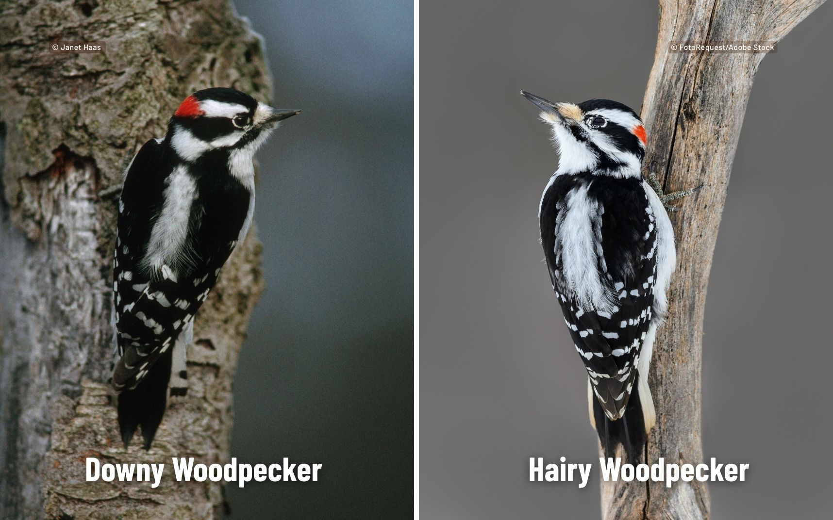 On the left is a downy woodpecker clinging to a tree trunk and on the right is a hairy woodpecker on a branch. 