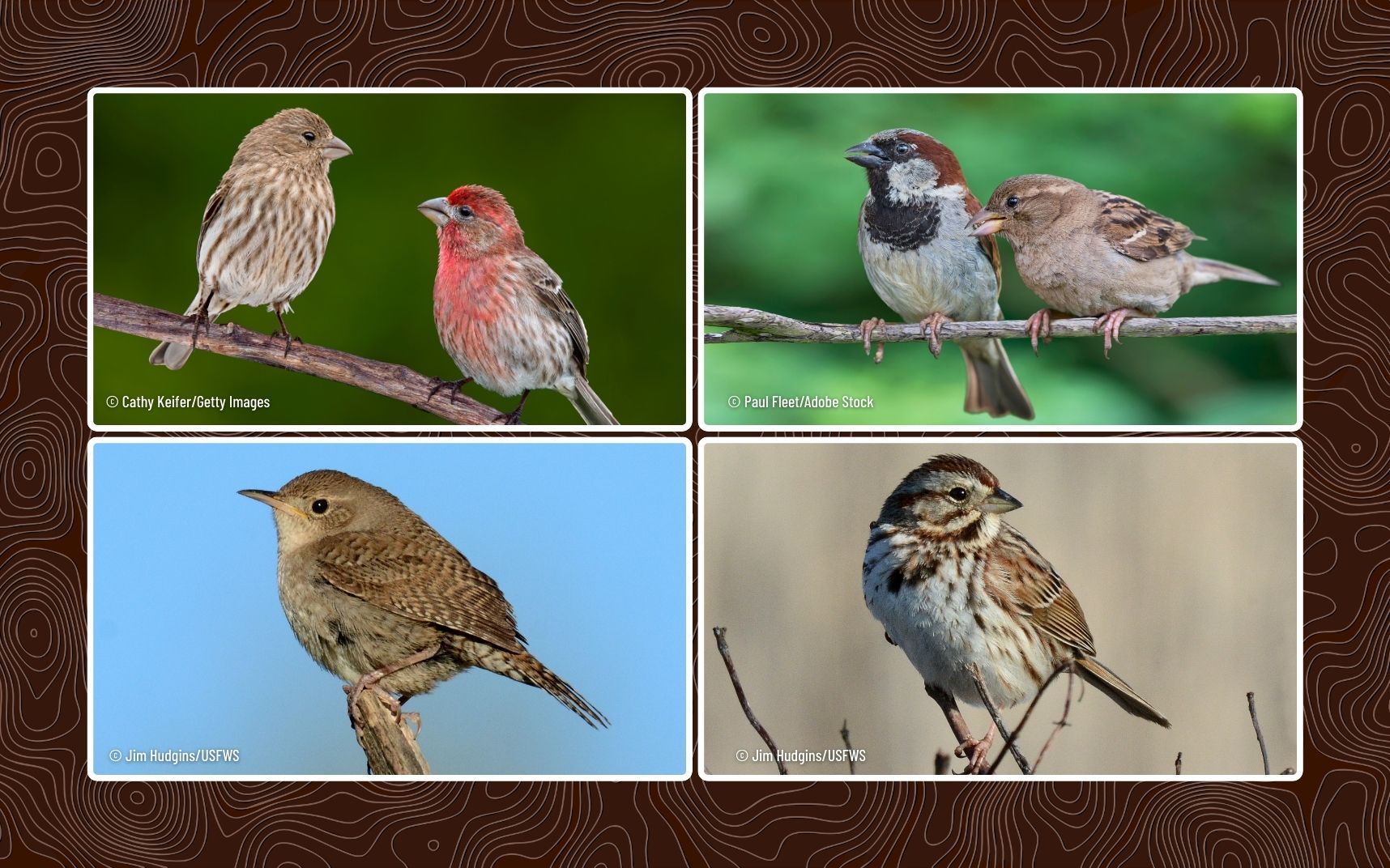 A grid off four photos of different small brown bird species. 
