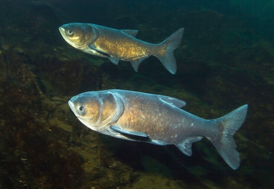 A gray fish floating in greenish water while facing toward the camera.