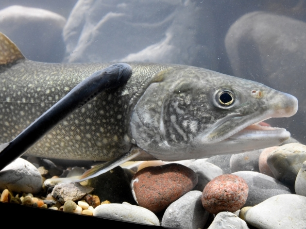 A silvery fish floating close to the rocky bottom of an aquarium has a dark eel-like sea lamprey stuck high on its back, just behind its gills. 