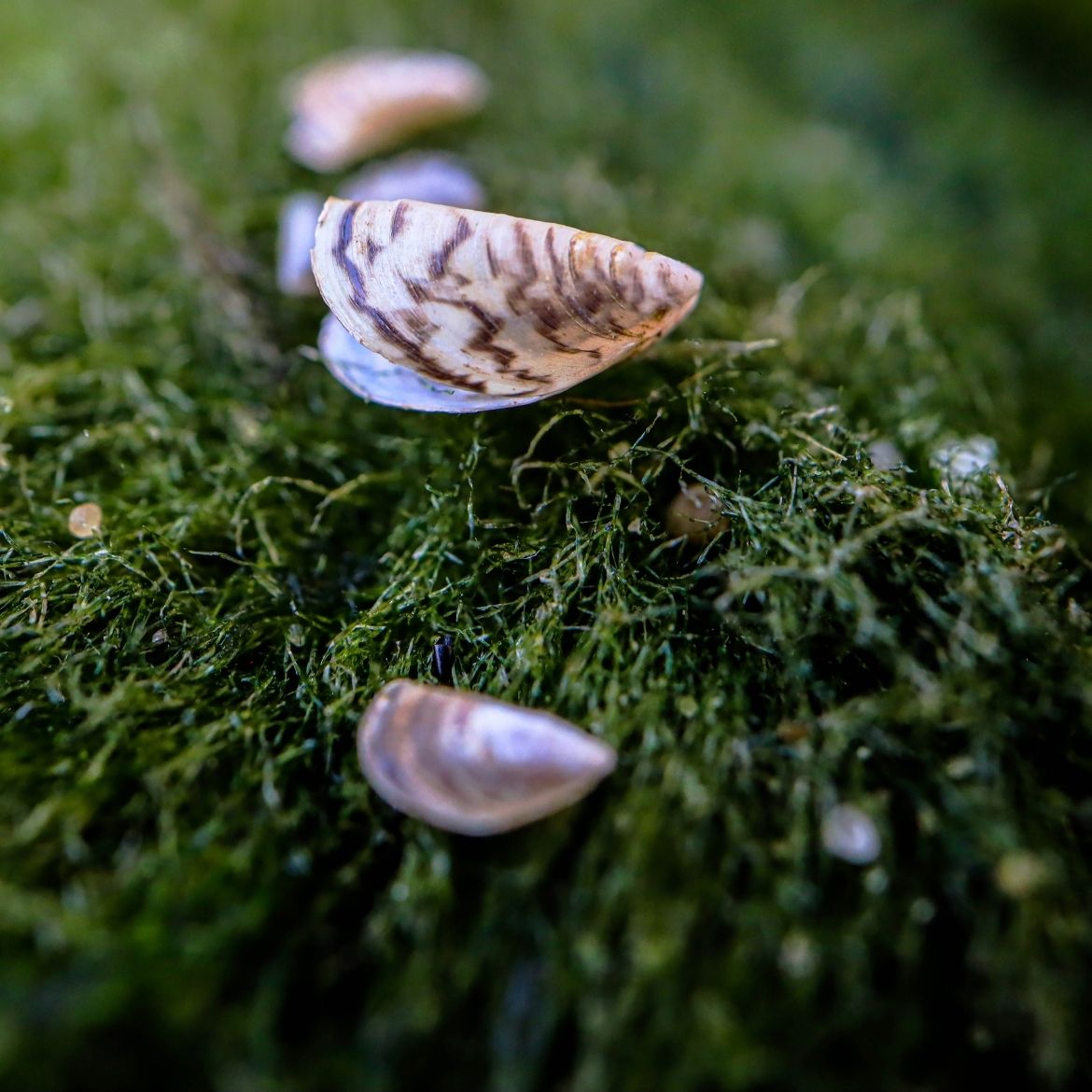 Three small mussels, pale with dark stripes on their shells, sitting on dark green moss. 