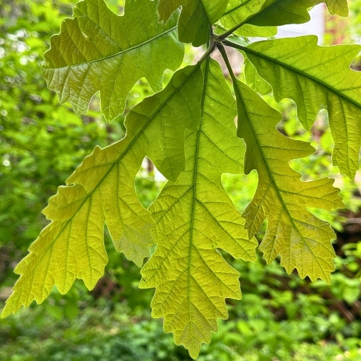 Four young burr oak leaves hanging down off of a branch. 