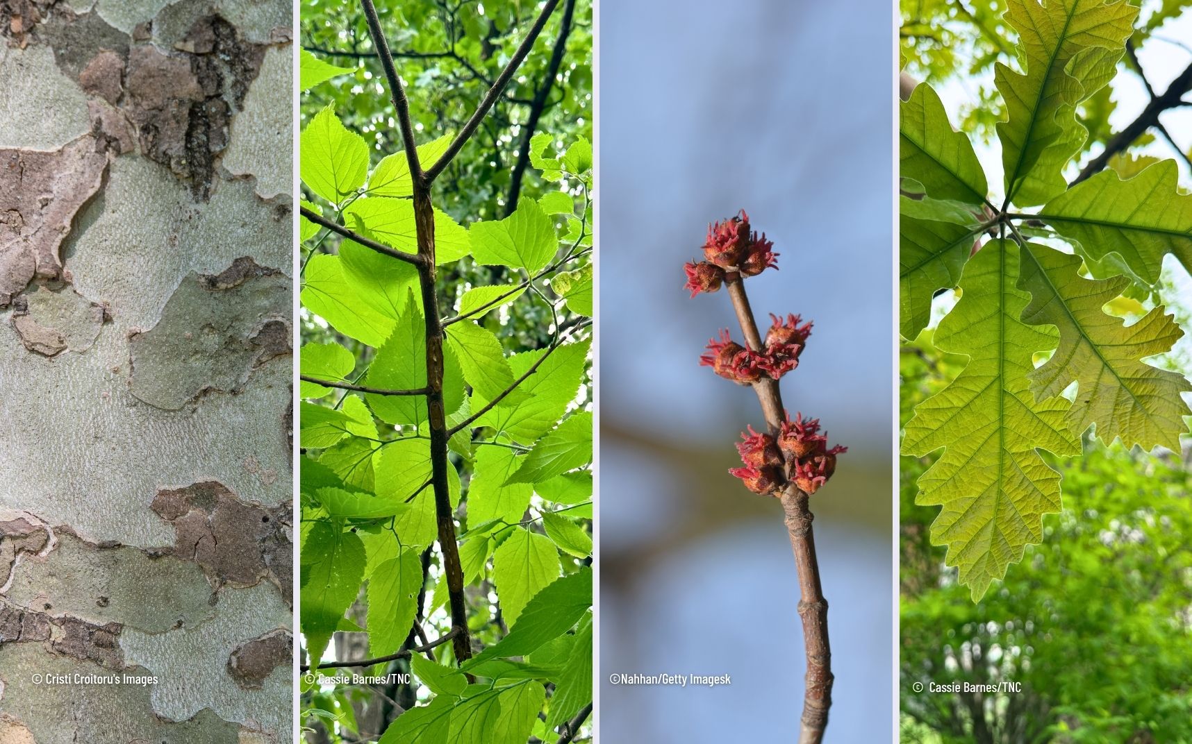 A grid of four vertical photos showing, from left to right, bark, branches, buds, and leaves. 
