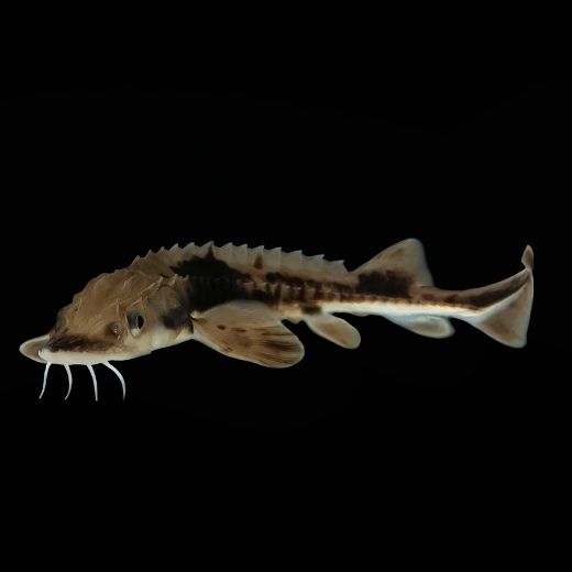 A brown fish with dark spots, a pale belly, and whiskered chin looking at the camera against a black background.