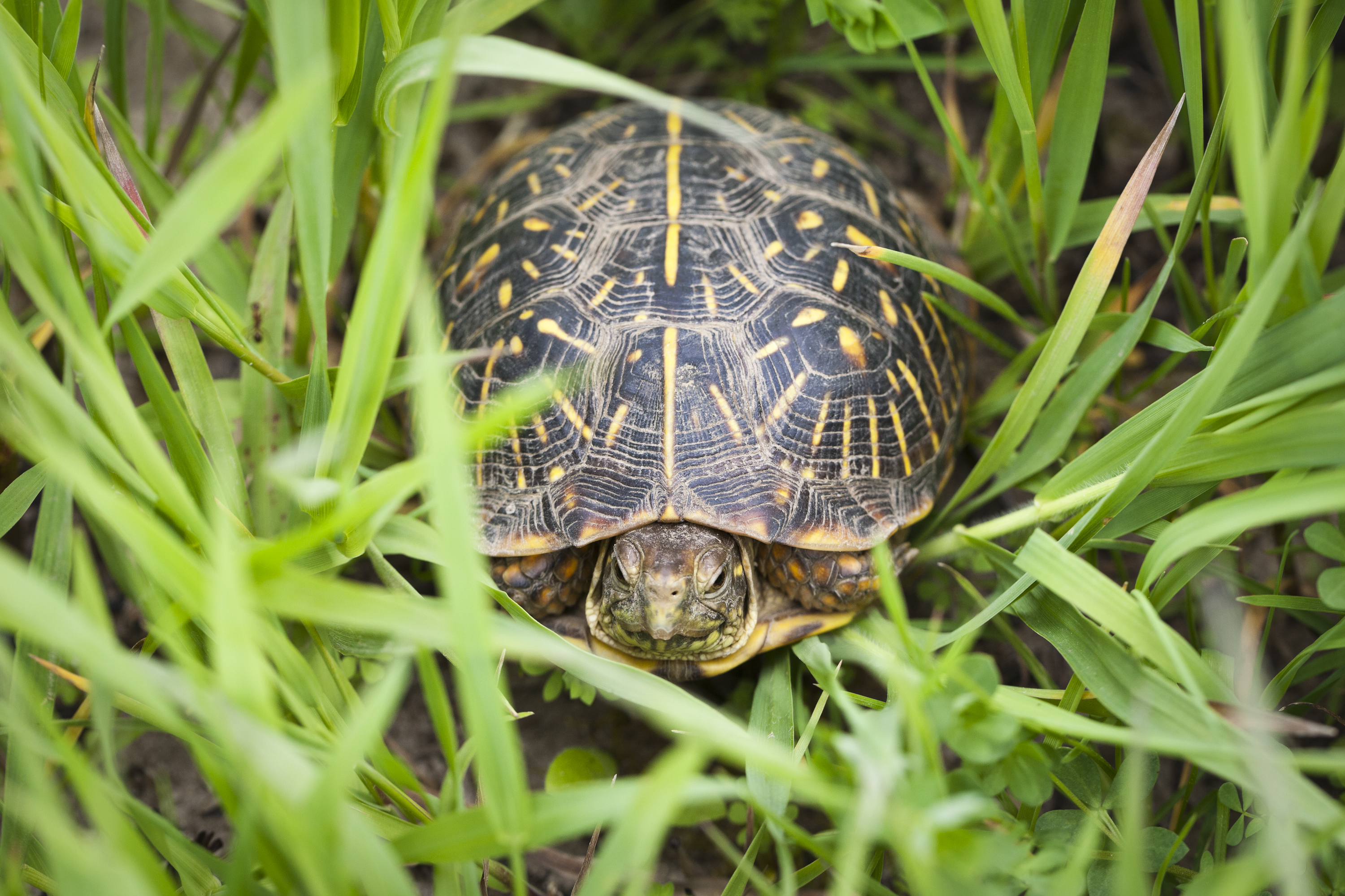 An ornate turtle sits amid grass.