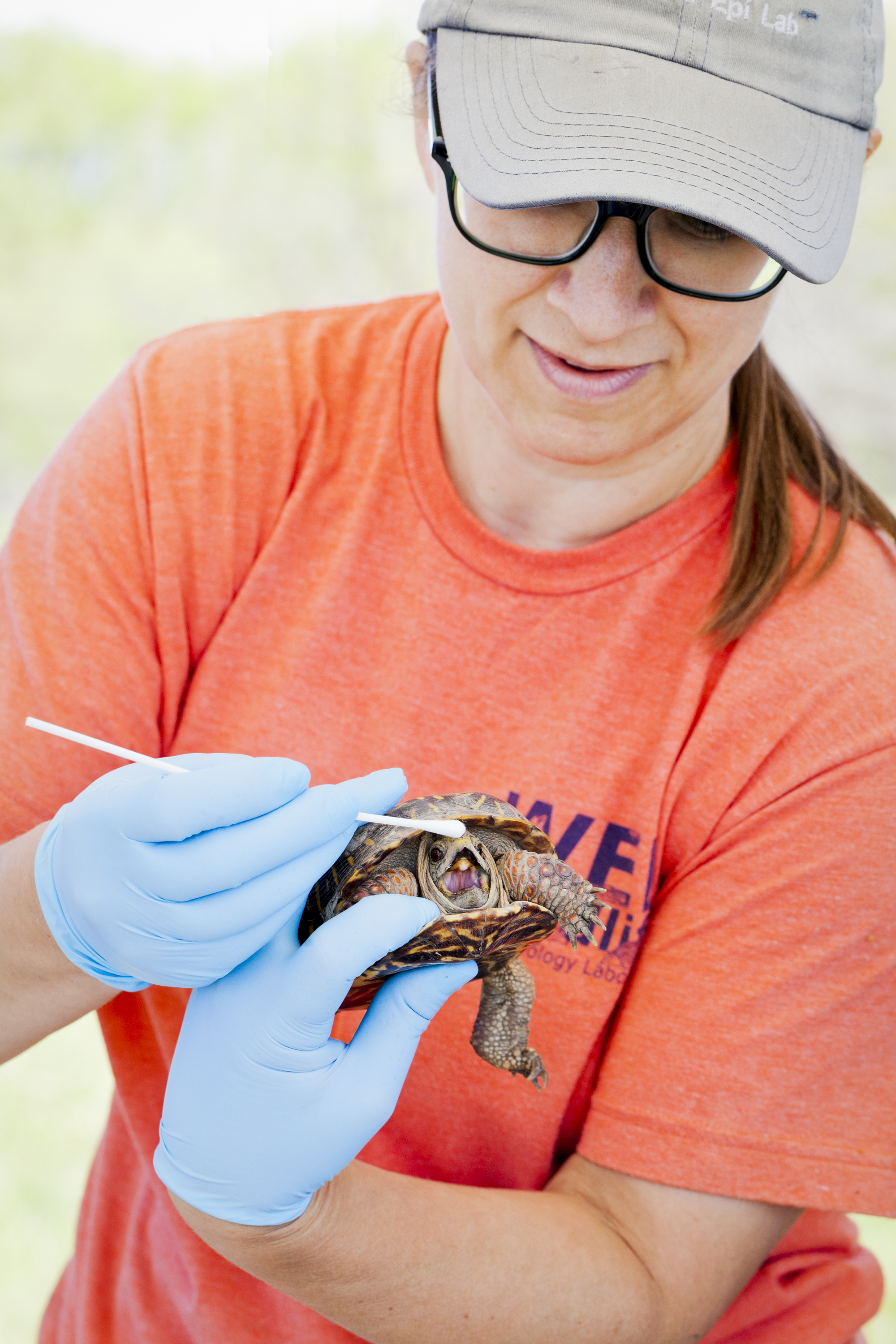 A turtle has its mouth swabbed by a researcher. The researcher wears an orange t-shirt and blue gloves and holds the turtle awkwardly with one hand.