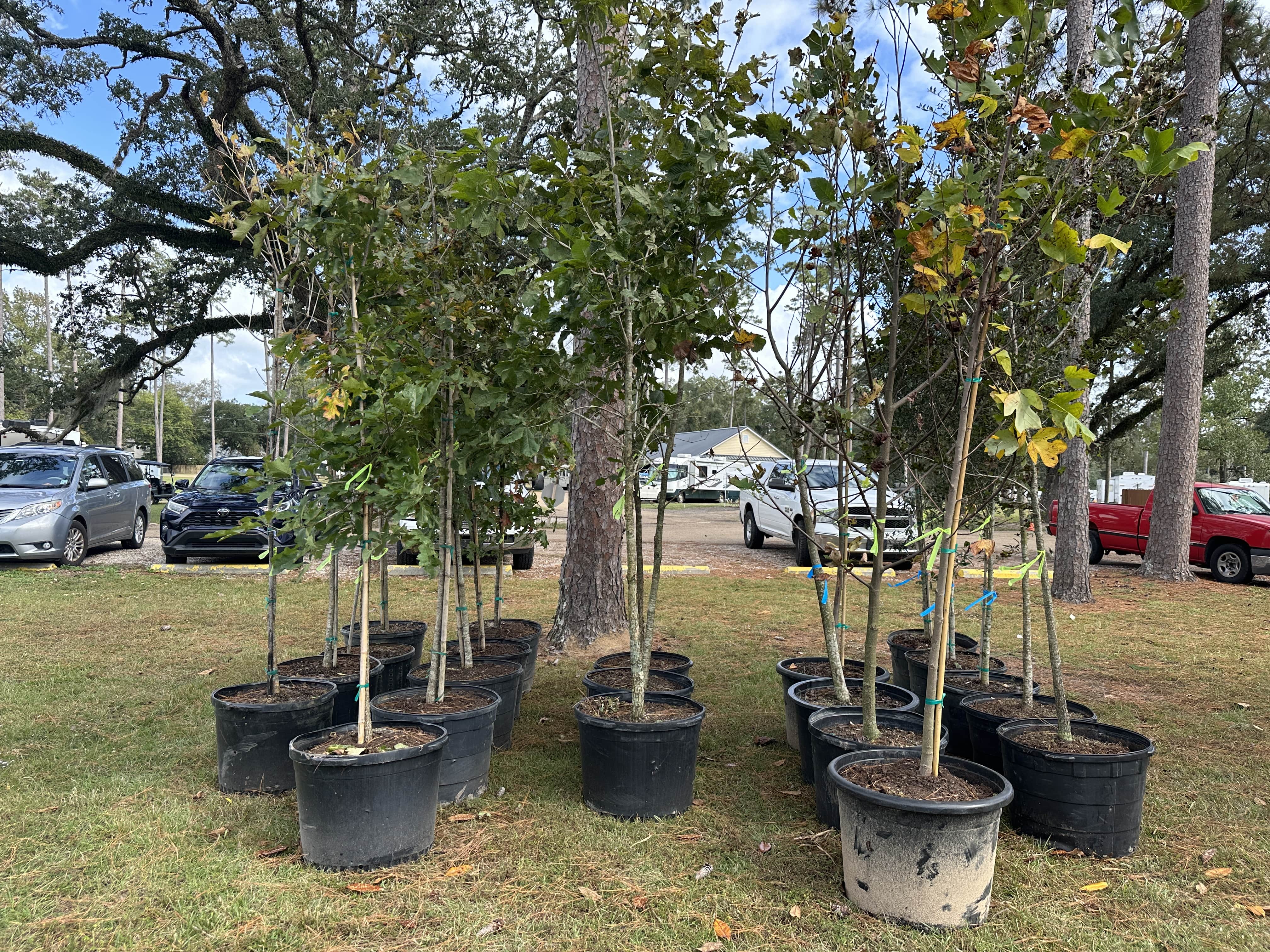 A collection of trees and pots are situated on a grass lawn.