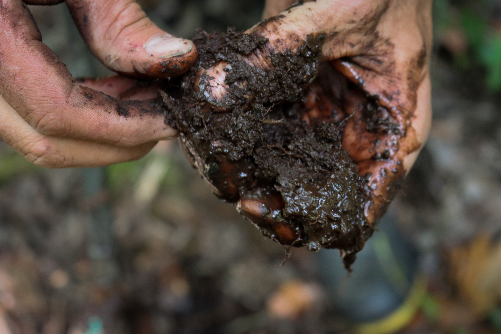 Hand holding wet peat soil.