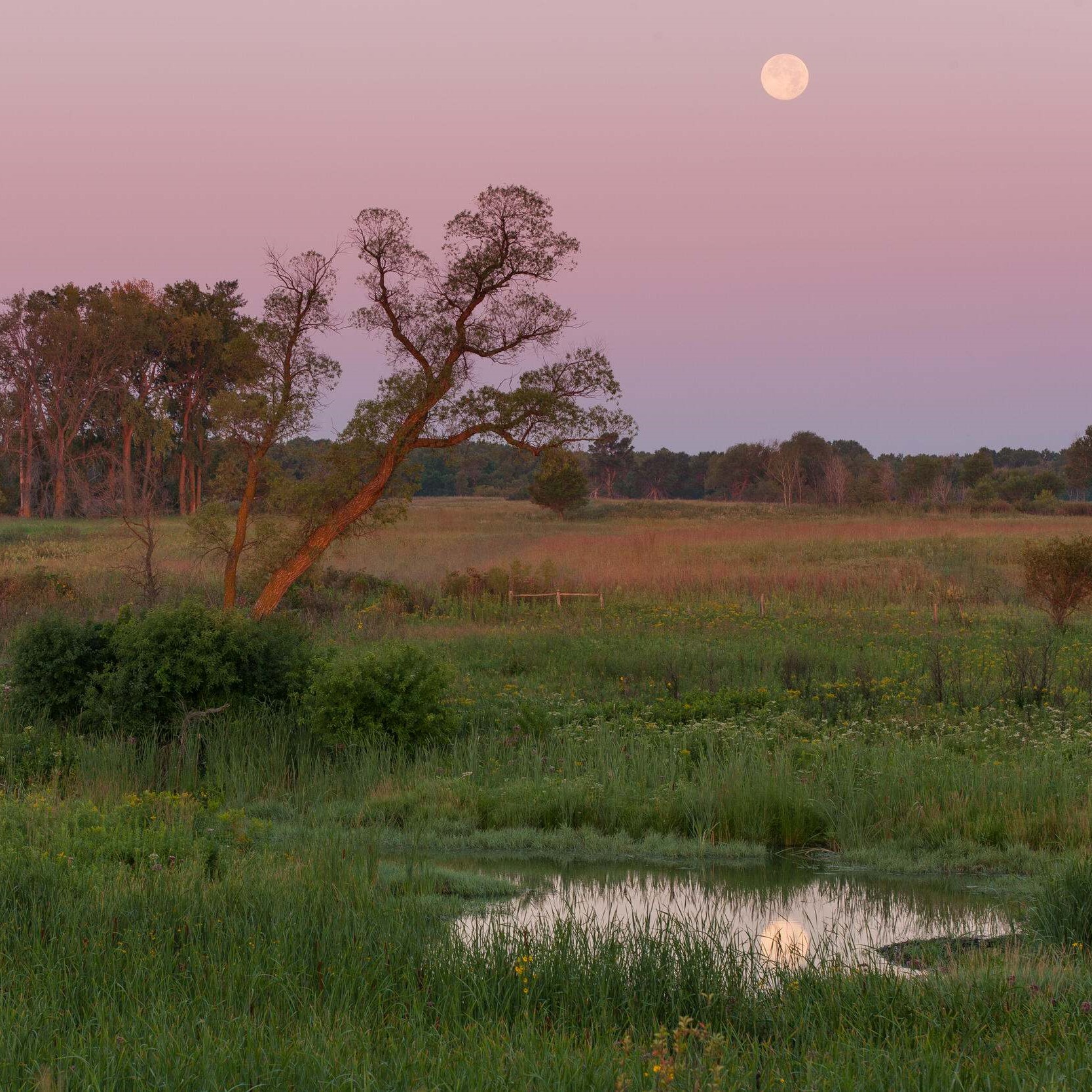 A pond in a grassland.