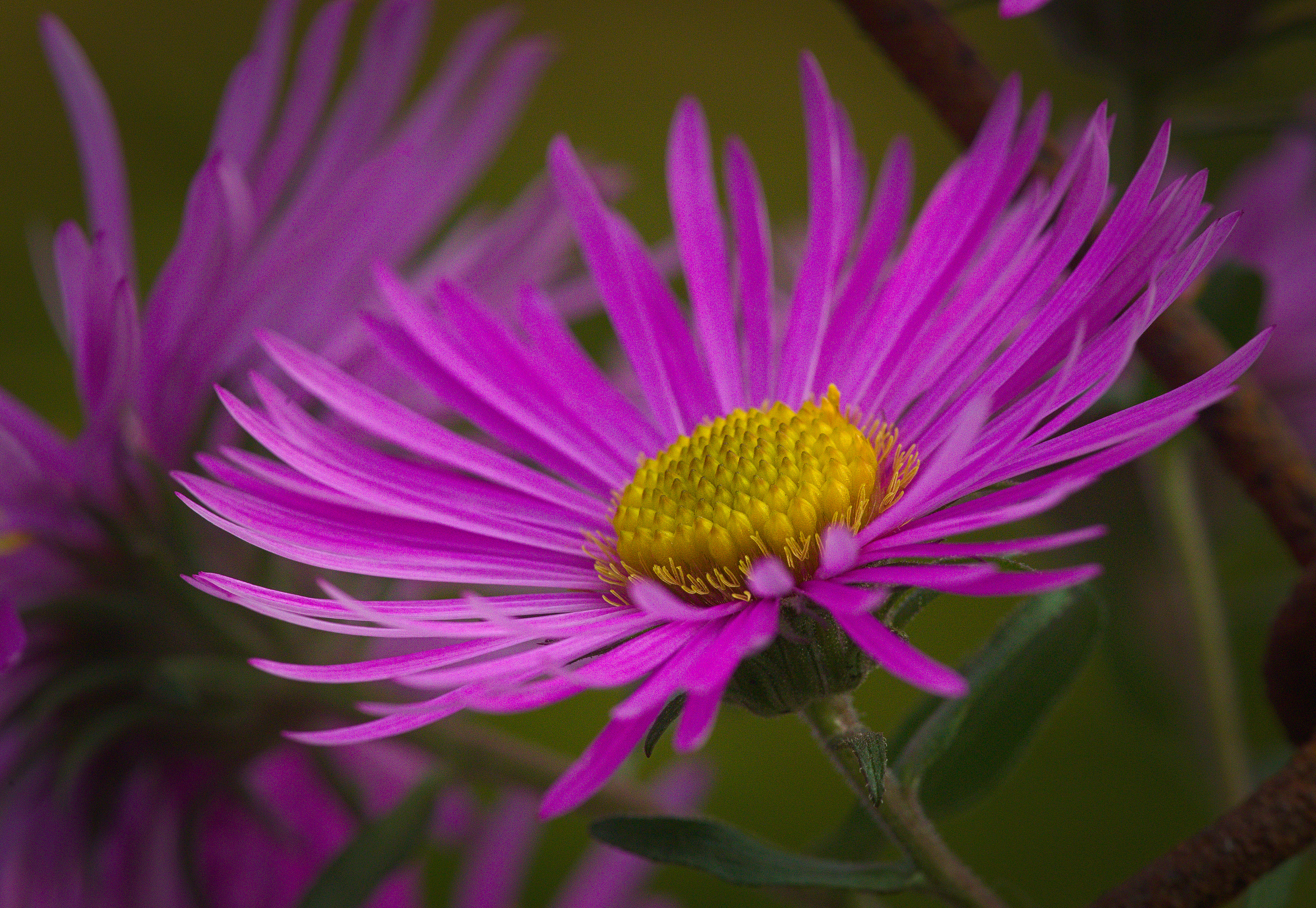 Close view of the head of a flower. Multiple thin purple petals are arrayed around a yellow center with a pebbled texture.