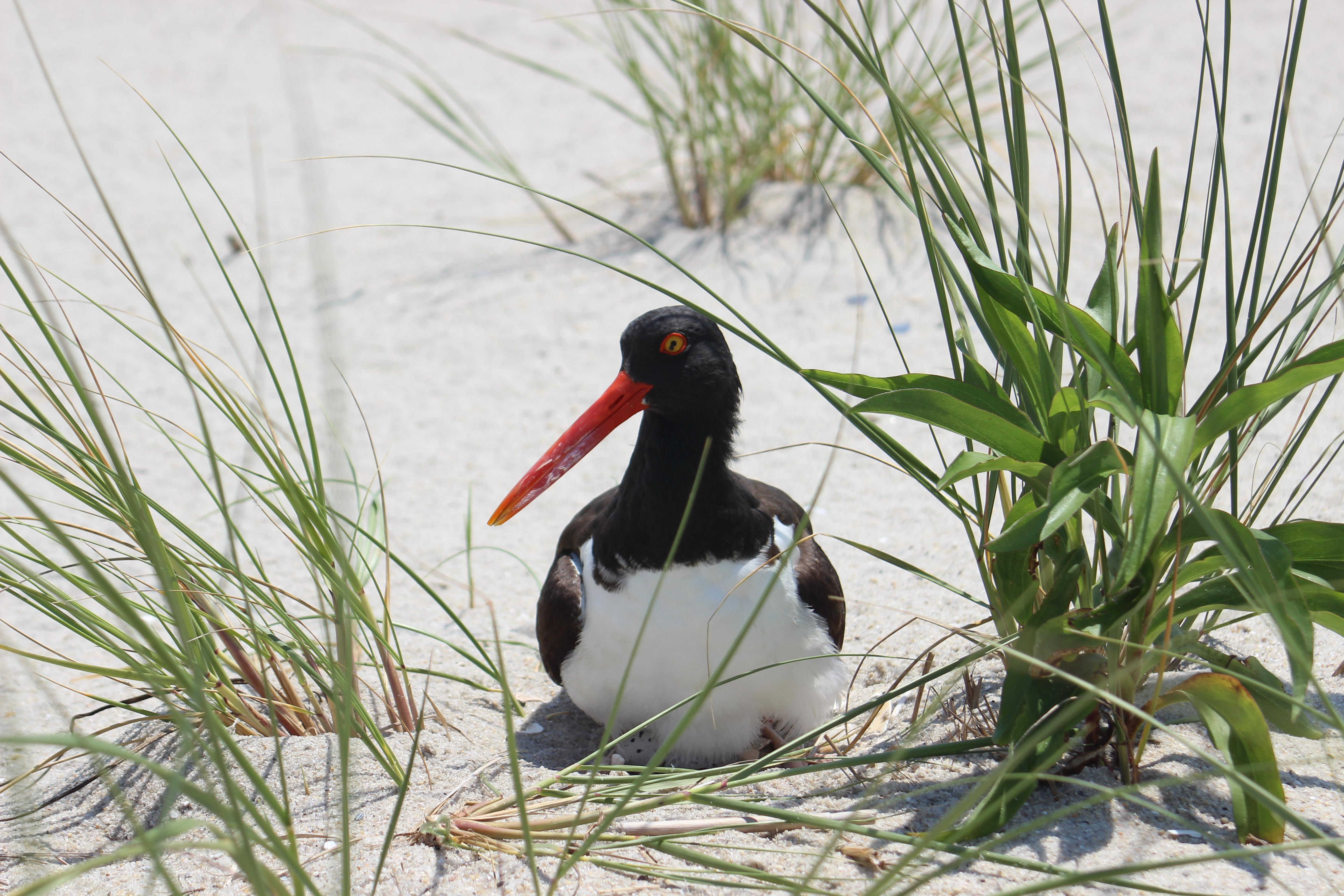 An American oystercatcher is sitting on its nest on the beach.