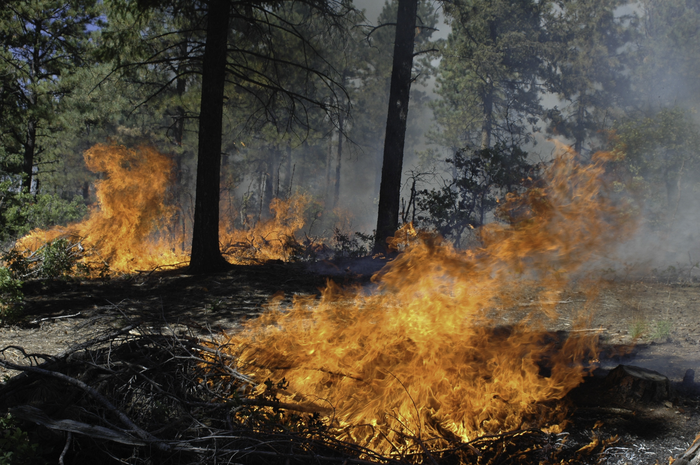 A prescribed burn in a New Mexico forest.